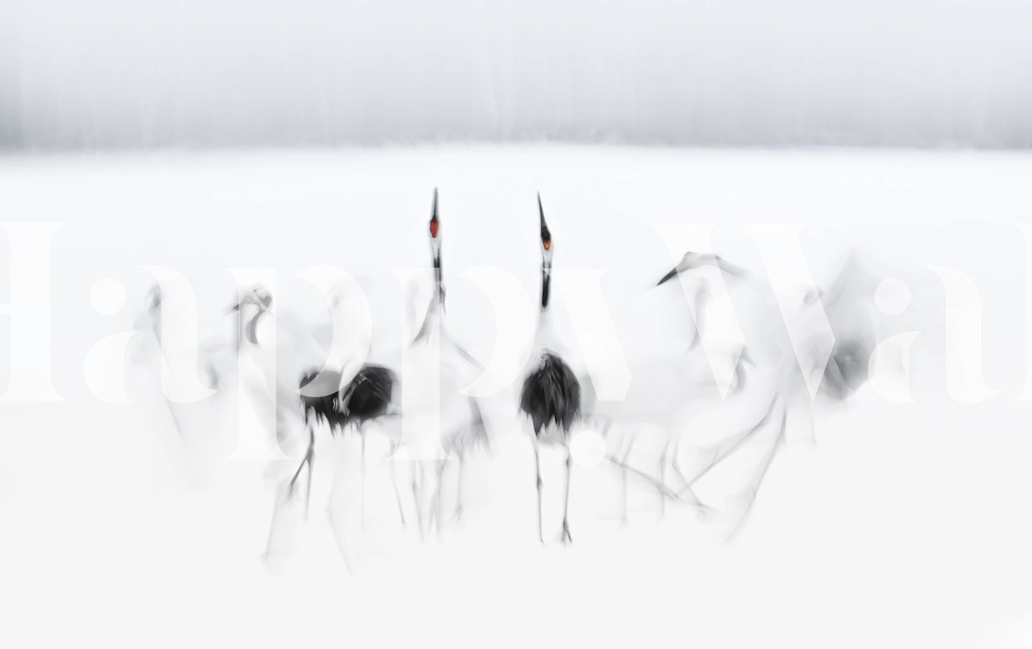 White cranes gracefully posing in a soft, blurred background wallpaper