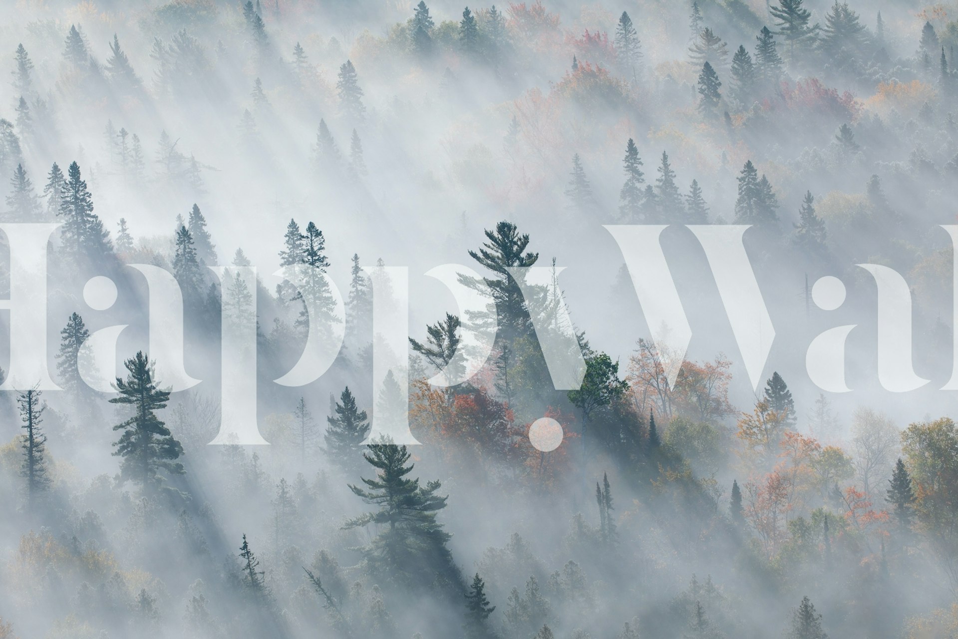 Foggy forest scene with trees and soft light wallpaper
