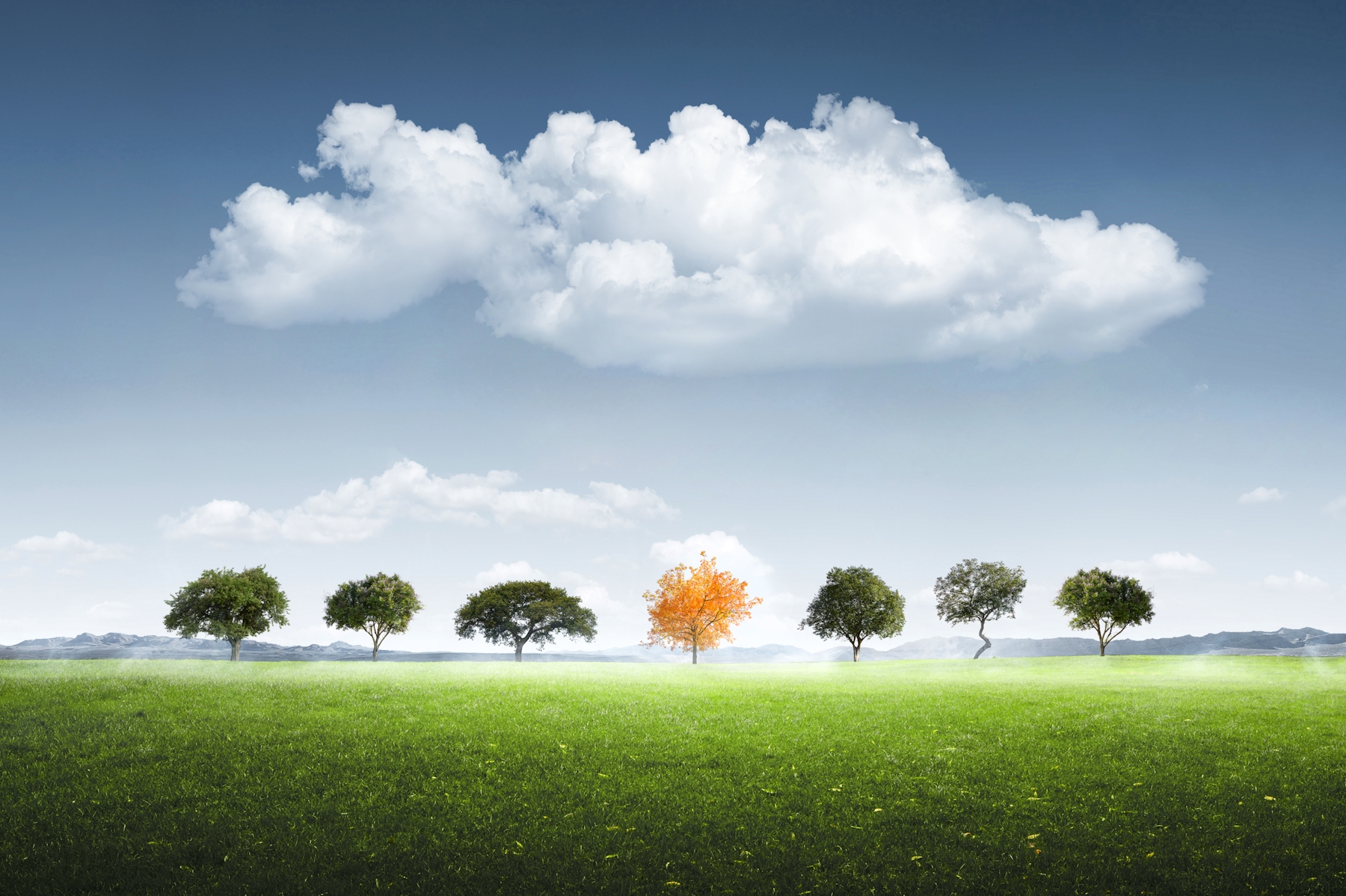 Seven Tree Wallpaper - Happywall