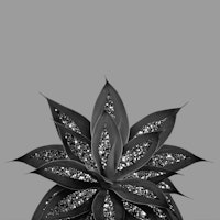 Gray Black Agave Glitter 3 ταπετσαρία