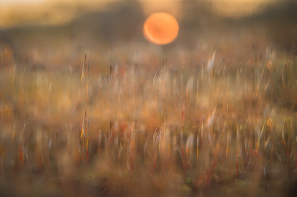 sunrise among the rough hair moss