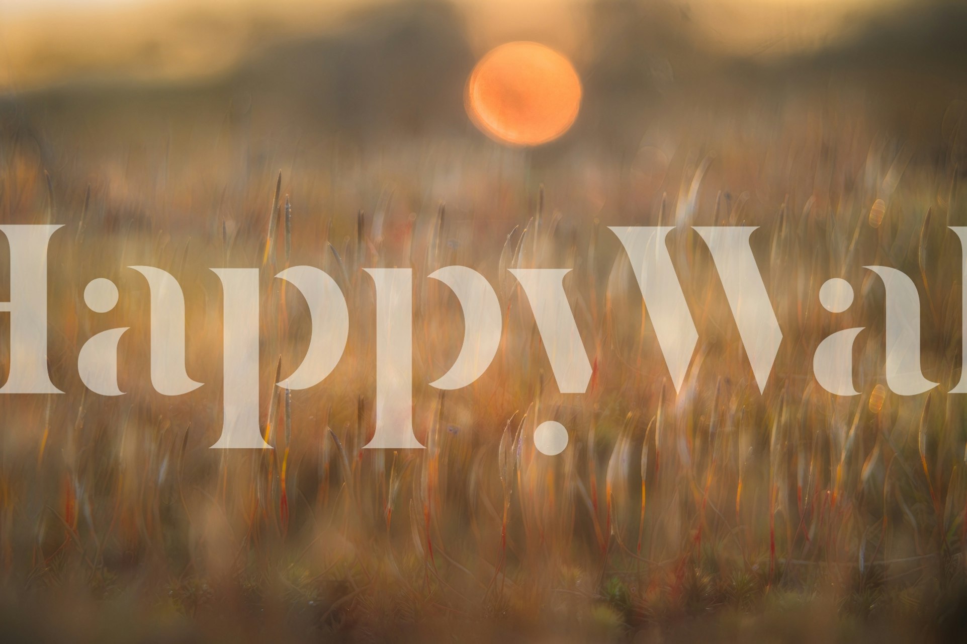 Blurry sunrise above golden moss landscape wallpaper