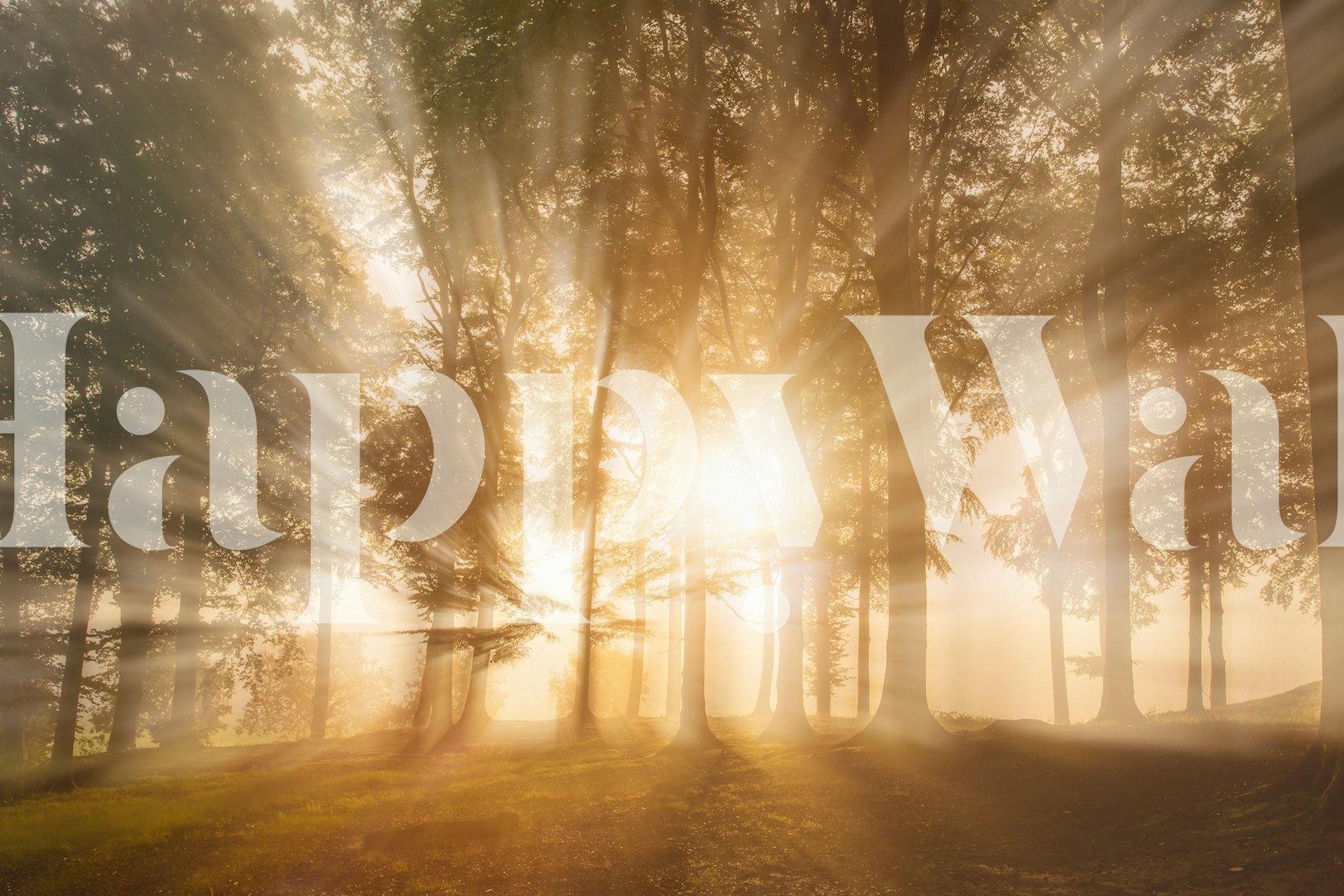 Forest wallpaper with sunlight filtering through trees