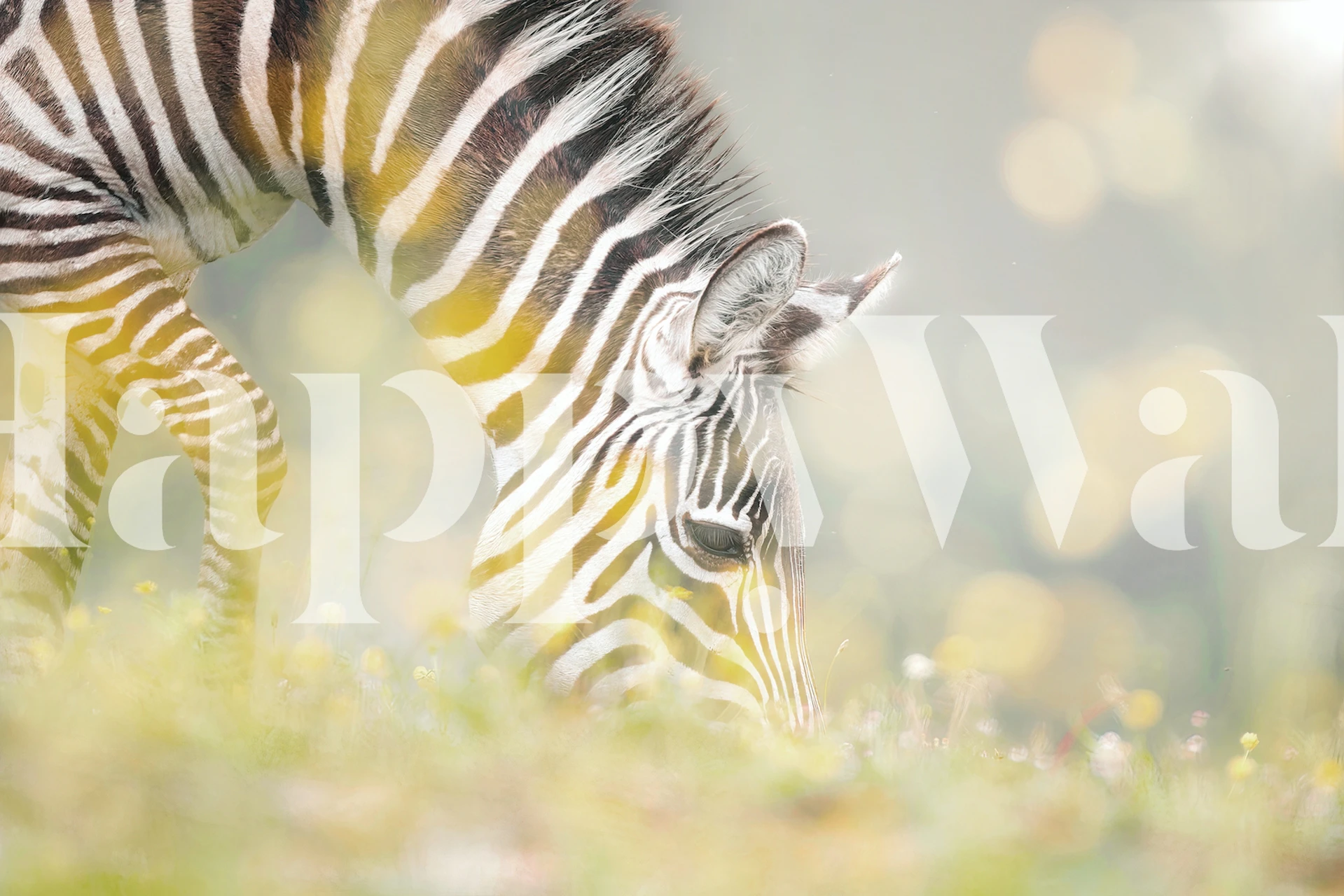 Zebra grazing in a meadow with soft focus background wallpaper