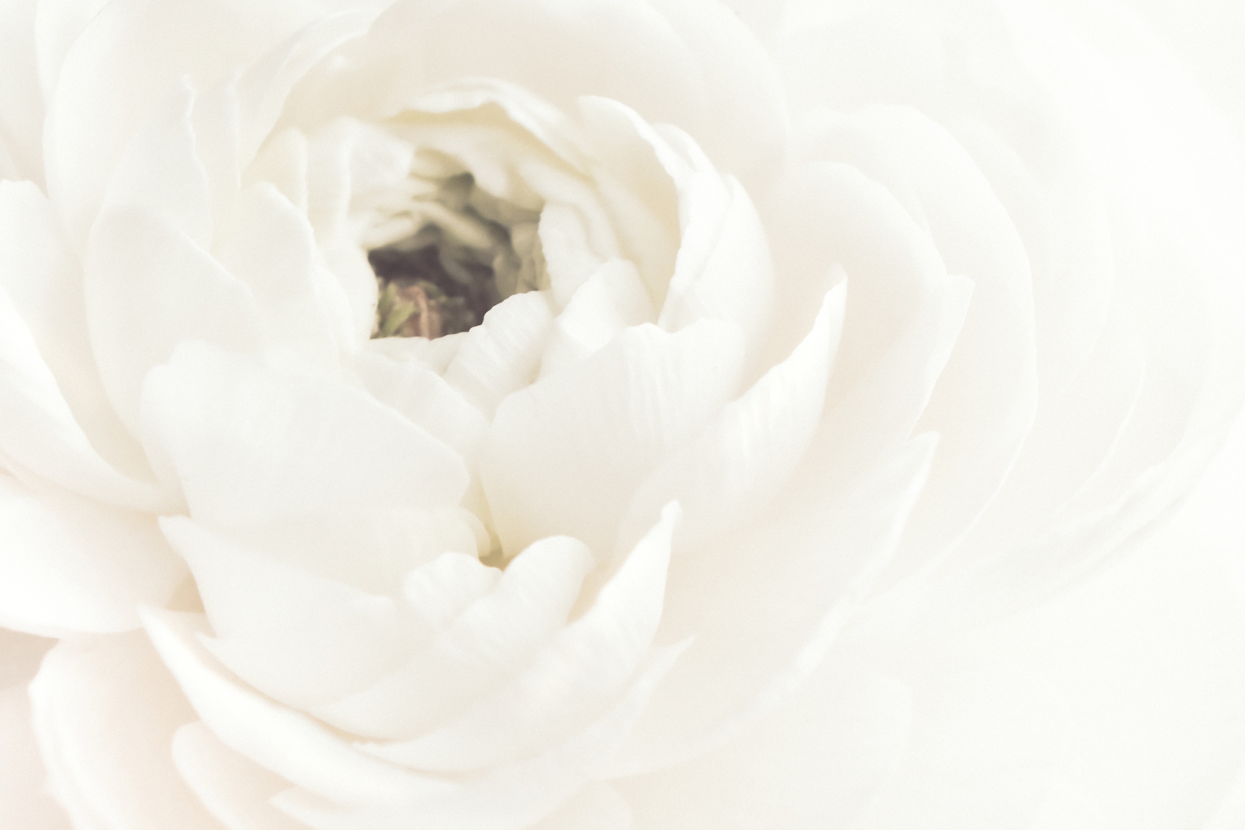 "White Flower 02 Wallpaper Beautiful Floral Design Happywall"