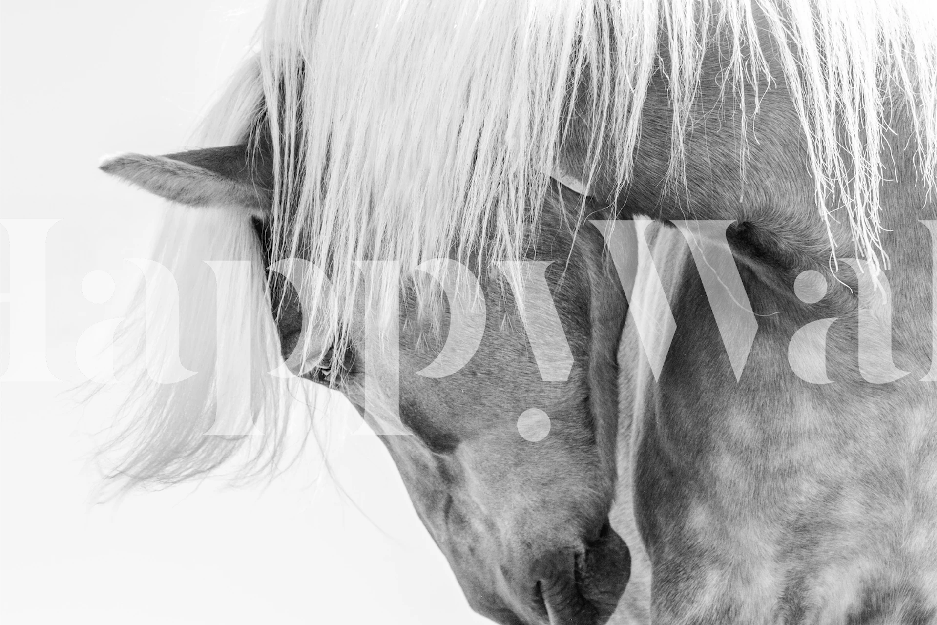 Black and white Haflinger horse portrait wall mural