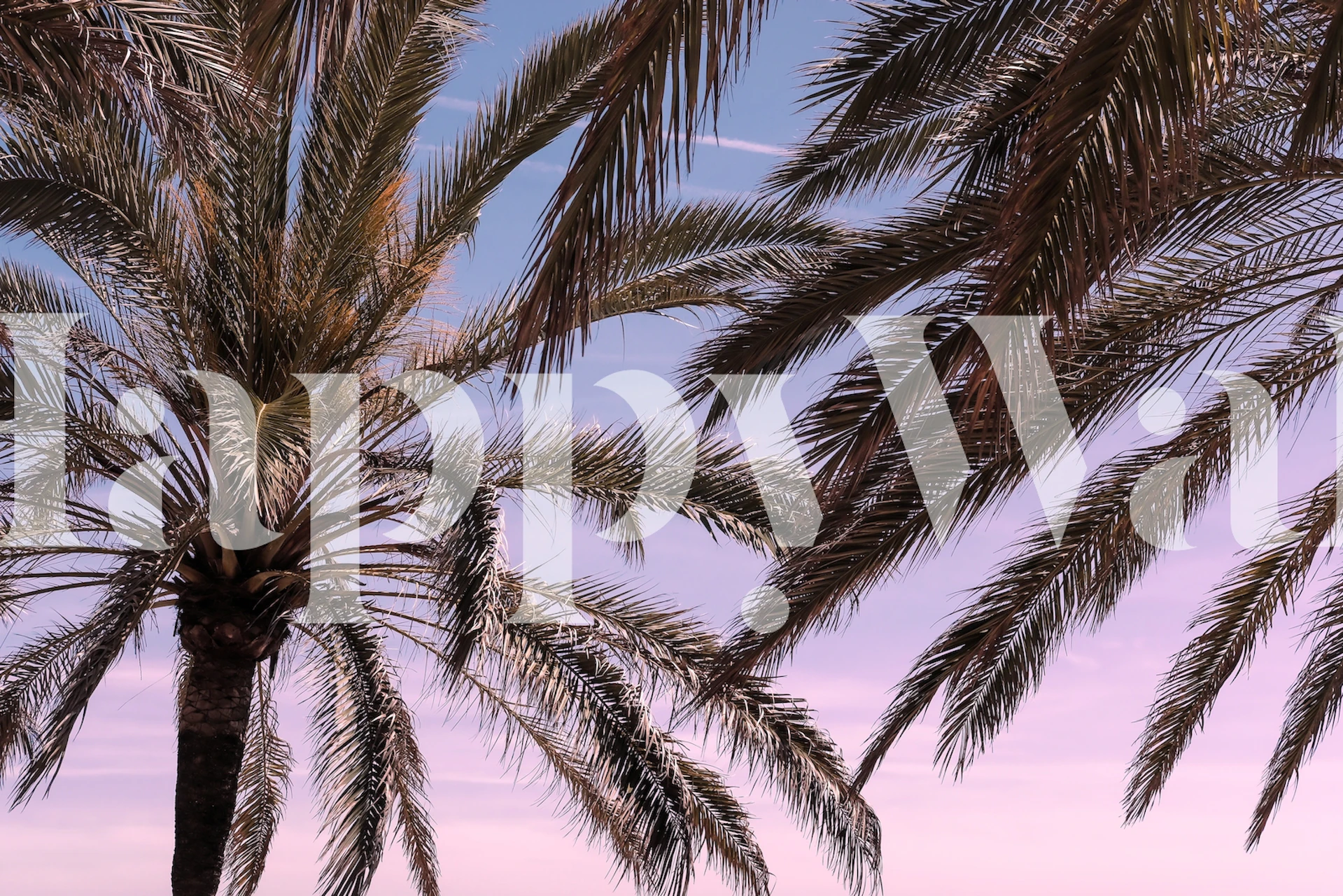 Tropical palm leaves against a soft pink and blue background wallpaper