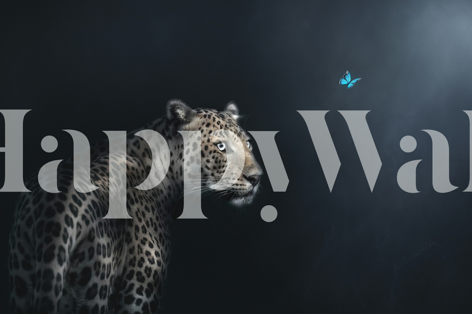 Leopard looking at a blue butterfly in dark background wallpaper