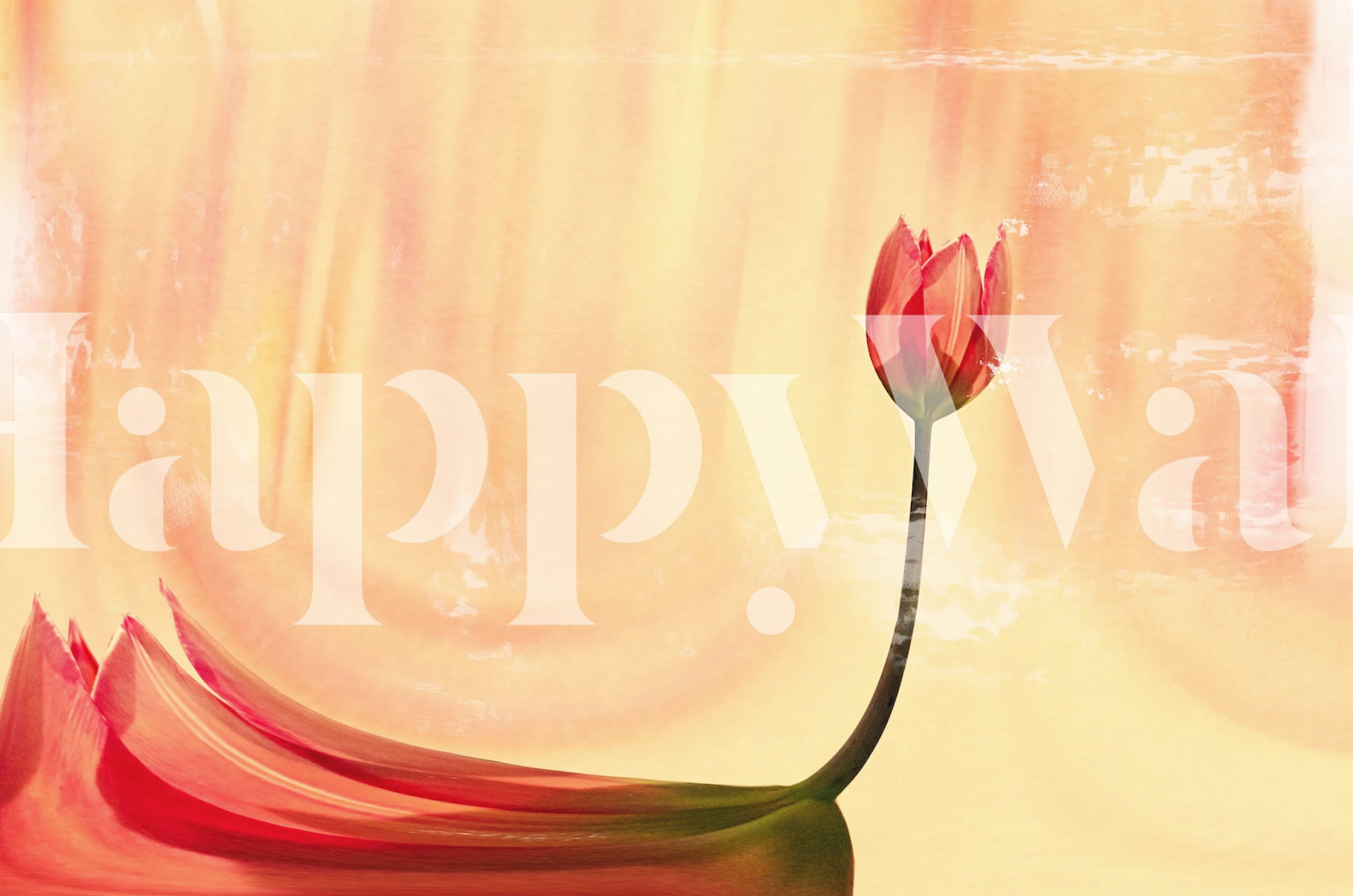 Pink tulip silhouette against an abstract orange background wallpaper