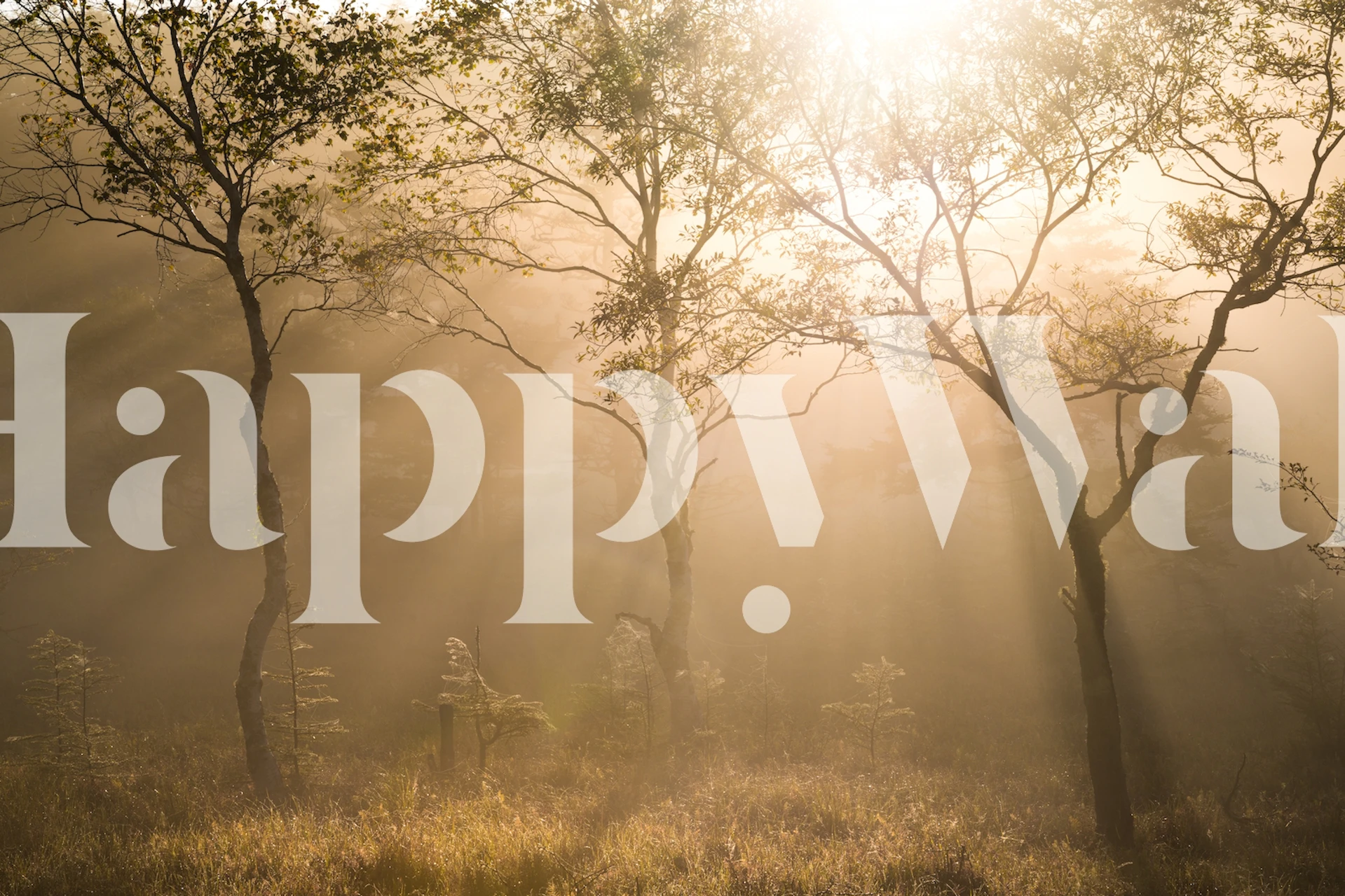 Three trees in a soft light with misty background wallpaper