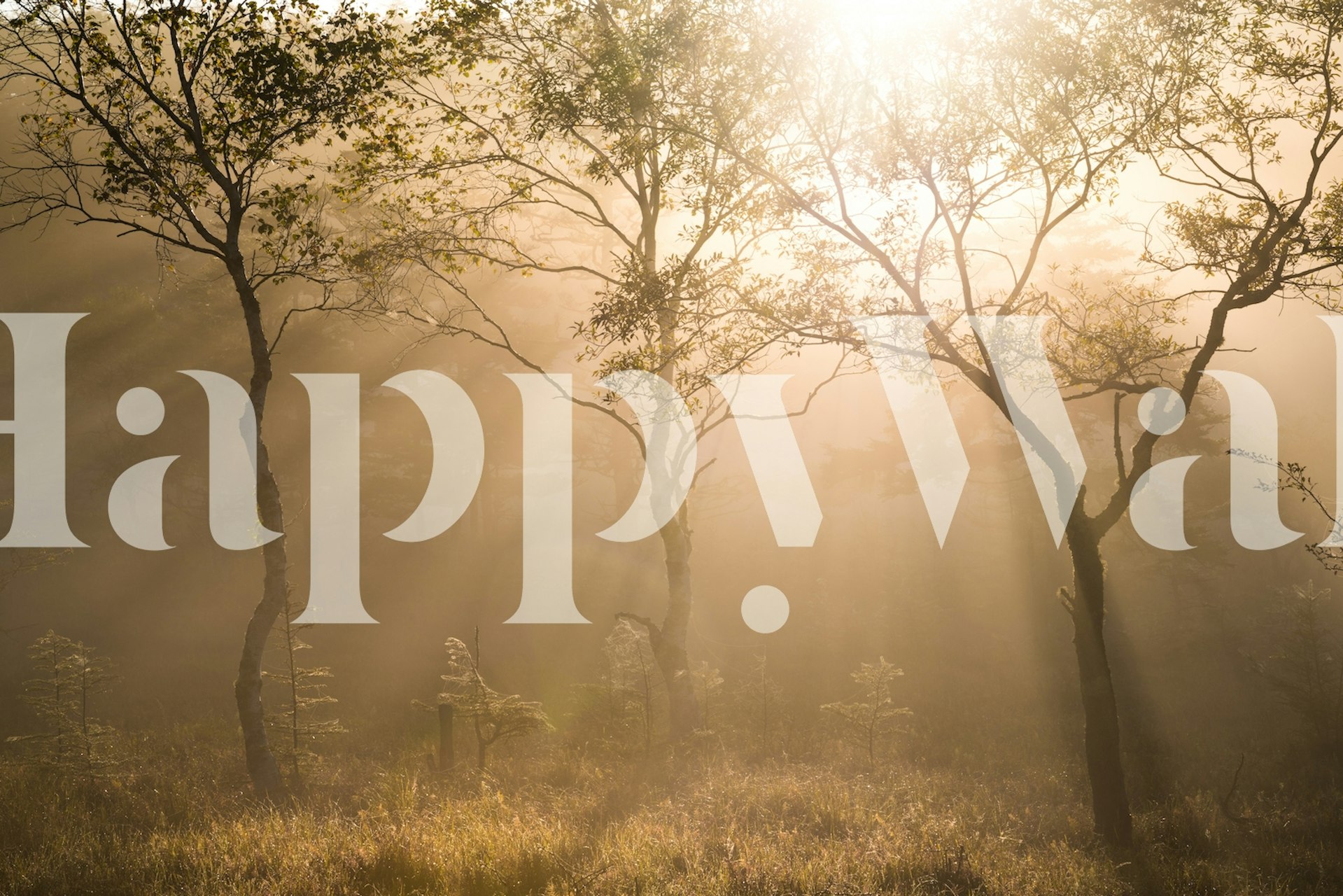 Three trees in a soft light with misty background wallpaper