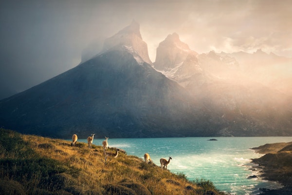 Alpaca at Torres de Paine
