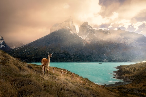 Alpaca at Torres del Paine II