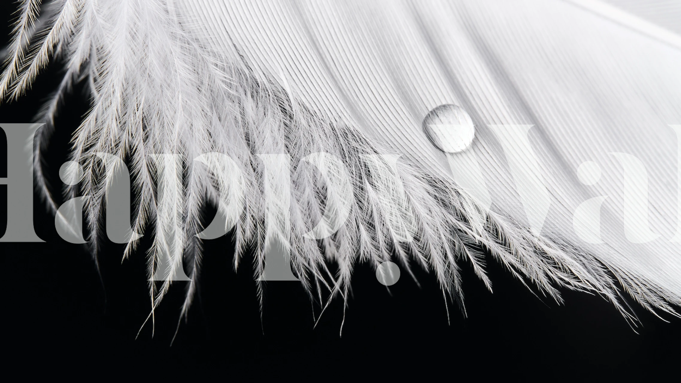 Close-up of a white feather with delicate details and a droplet wallpaper