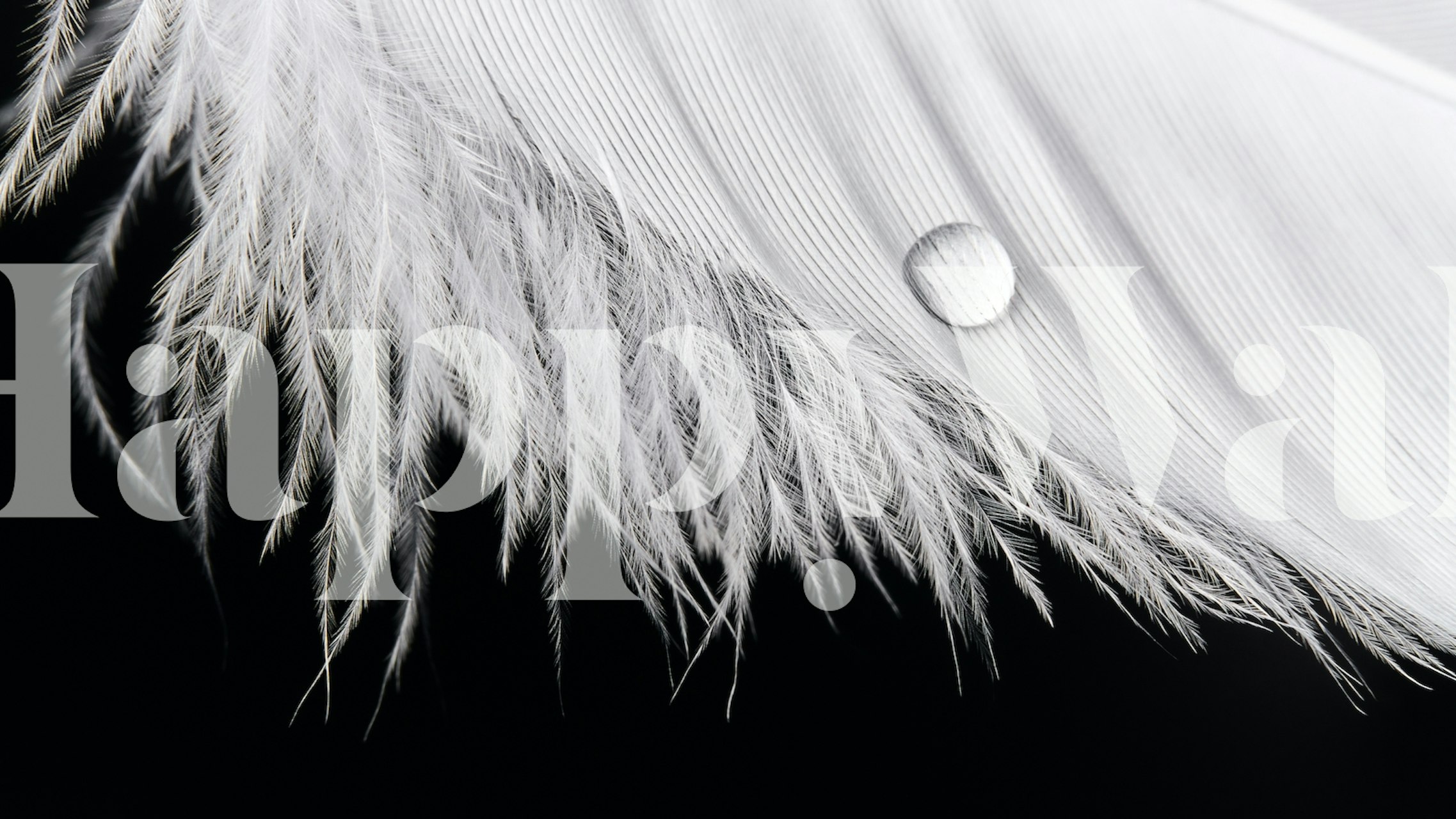Close-up of a white feather with delicate details and a droplet wallpaper
