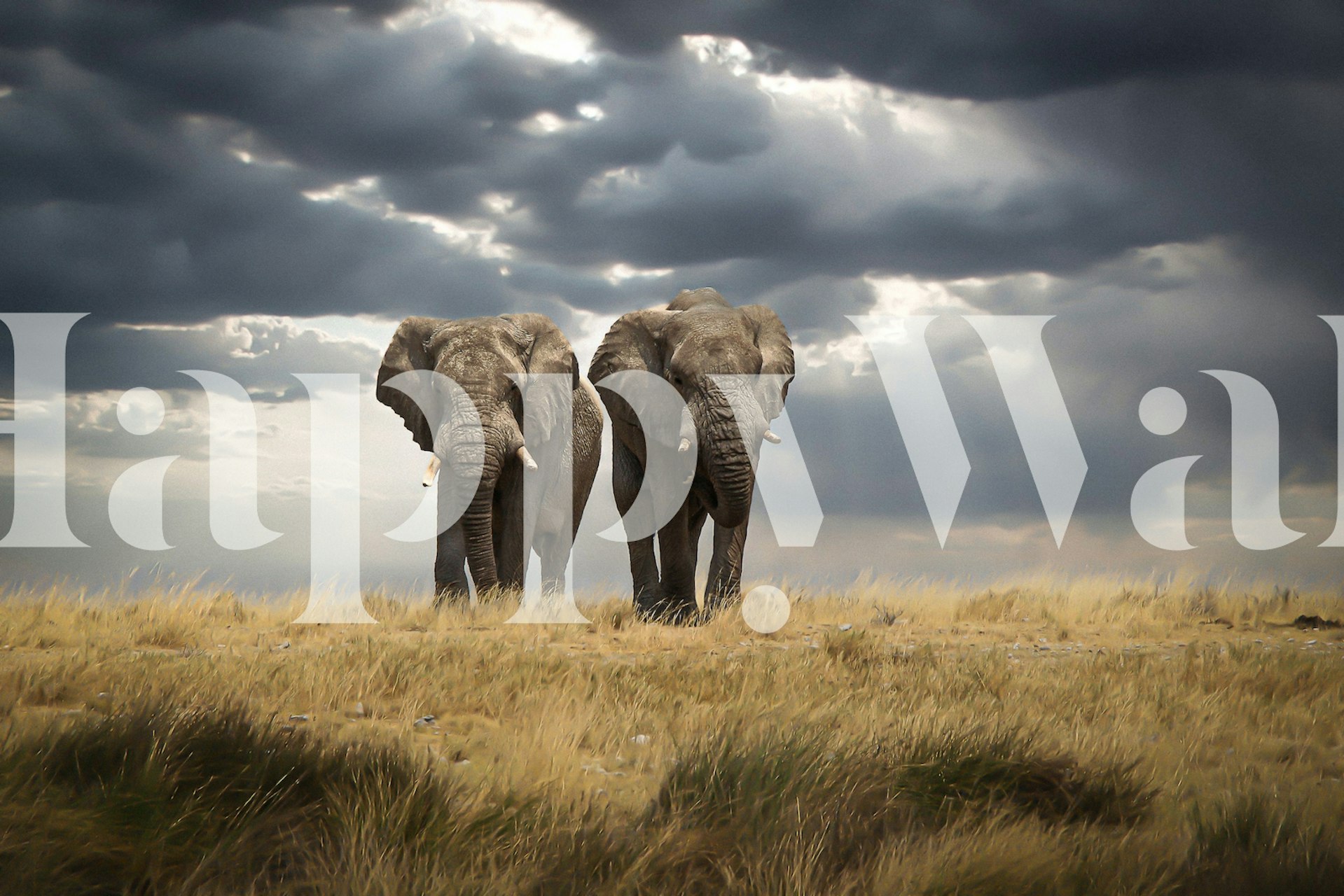 Elephants standing in a grassland under cloudy sky wallpaper