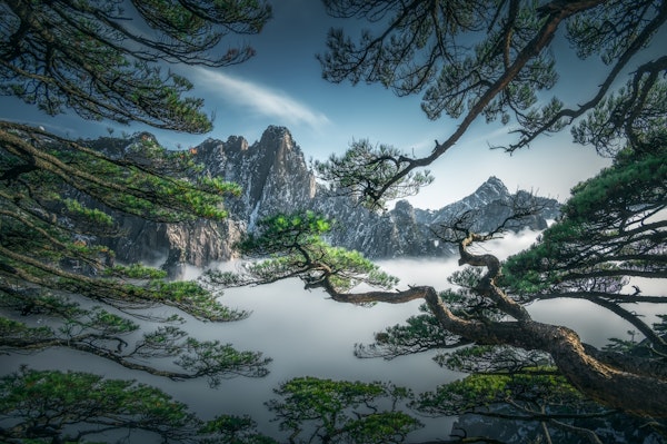 Strange pine tree in Yellow mountain