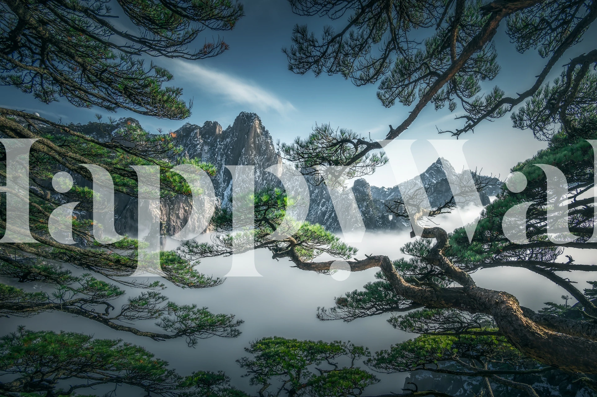 Mystical Yellow Mountain scenery with a unique pine tree