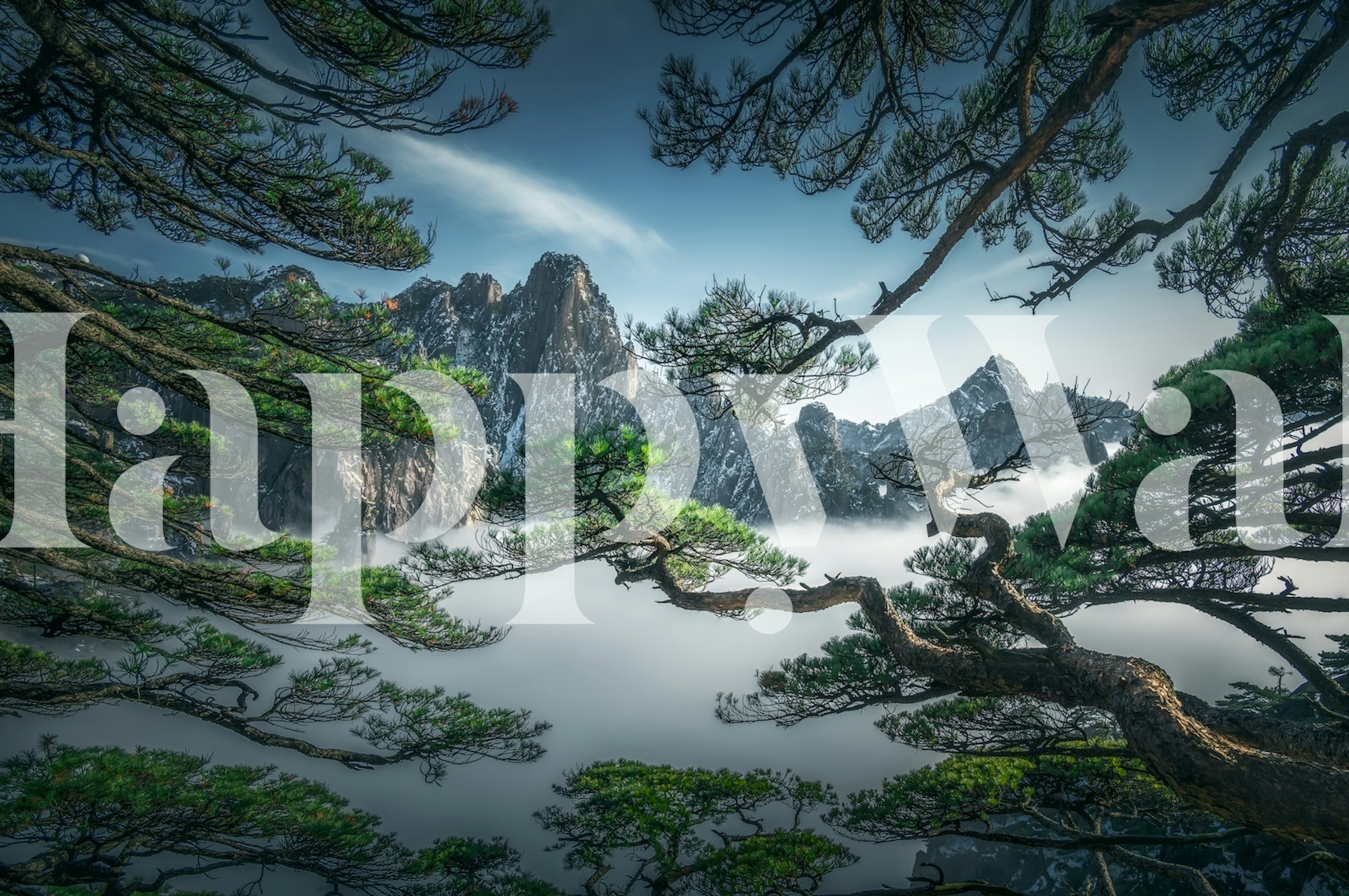 Mystinen Yellow Mountain -maisema ainutlaatuisella mäntypuulla