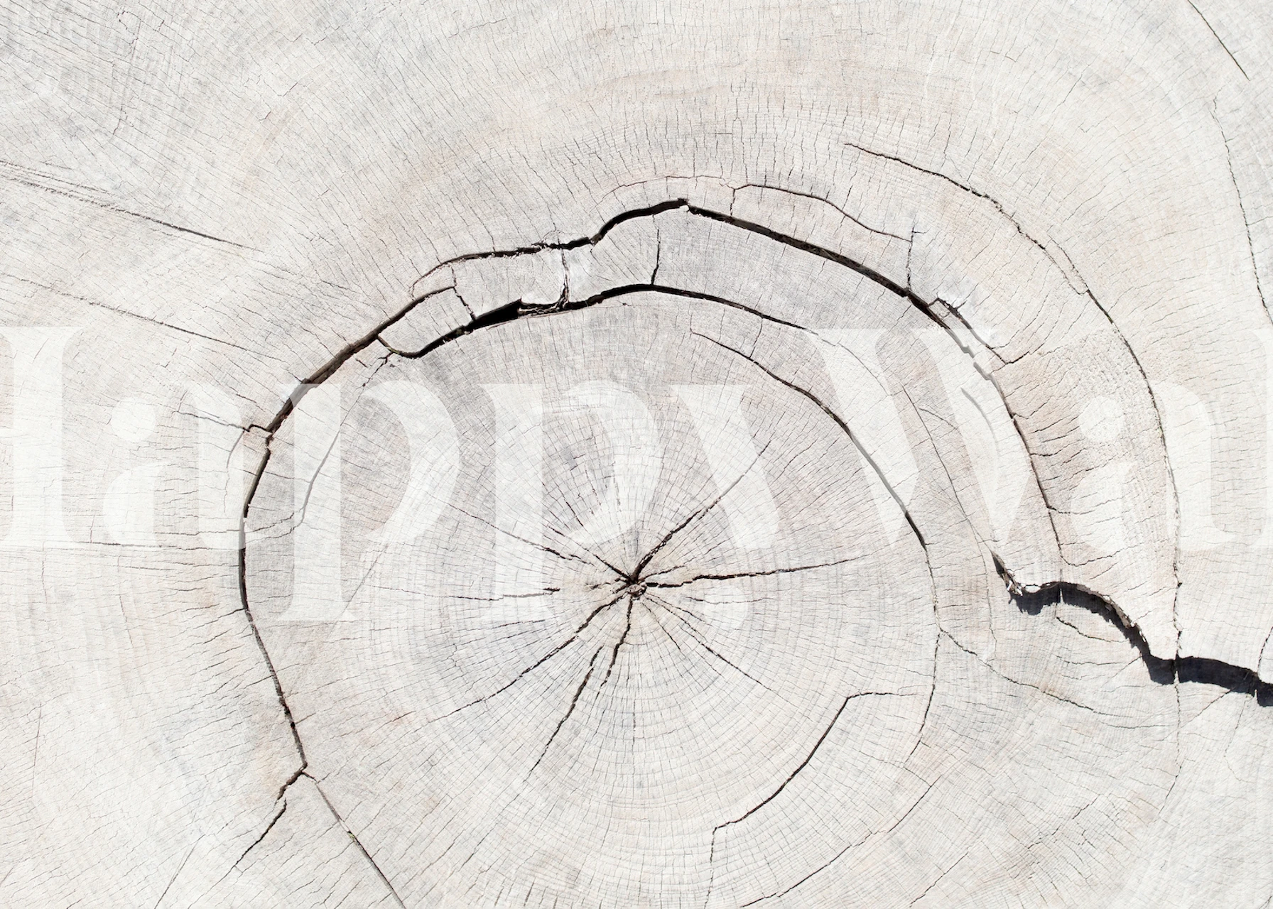 Close-up of natural wood texture with detailed tree rings for wall mural Texture 05