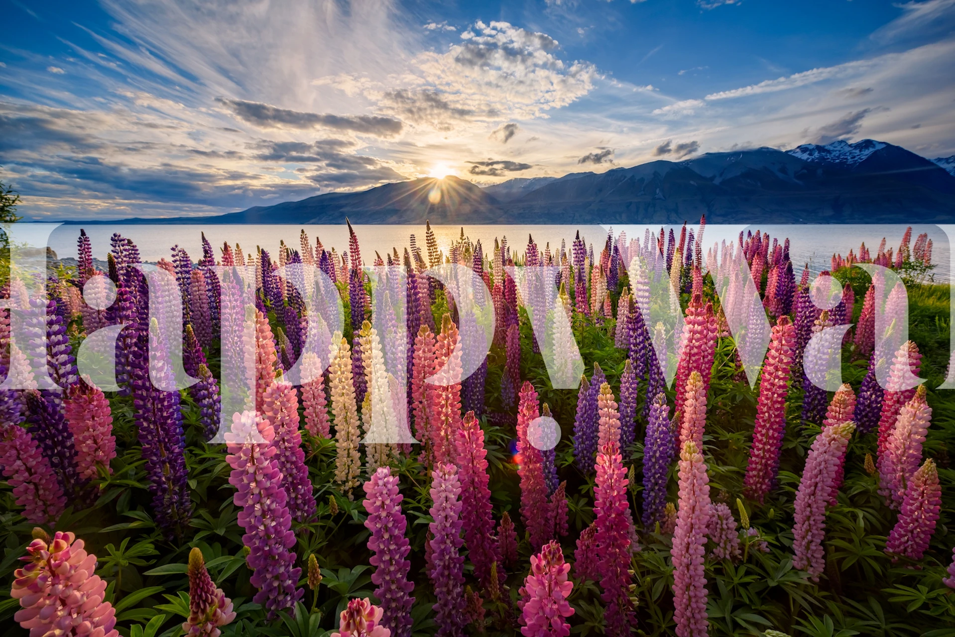 Lupins lakeside papel pintado en una habitación
