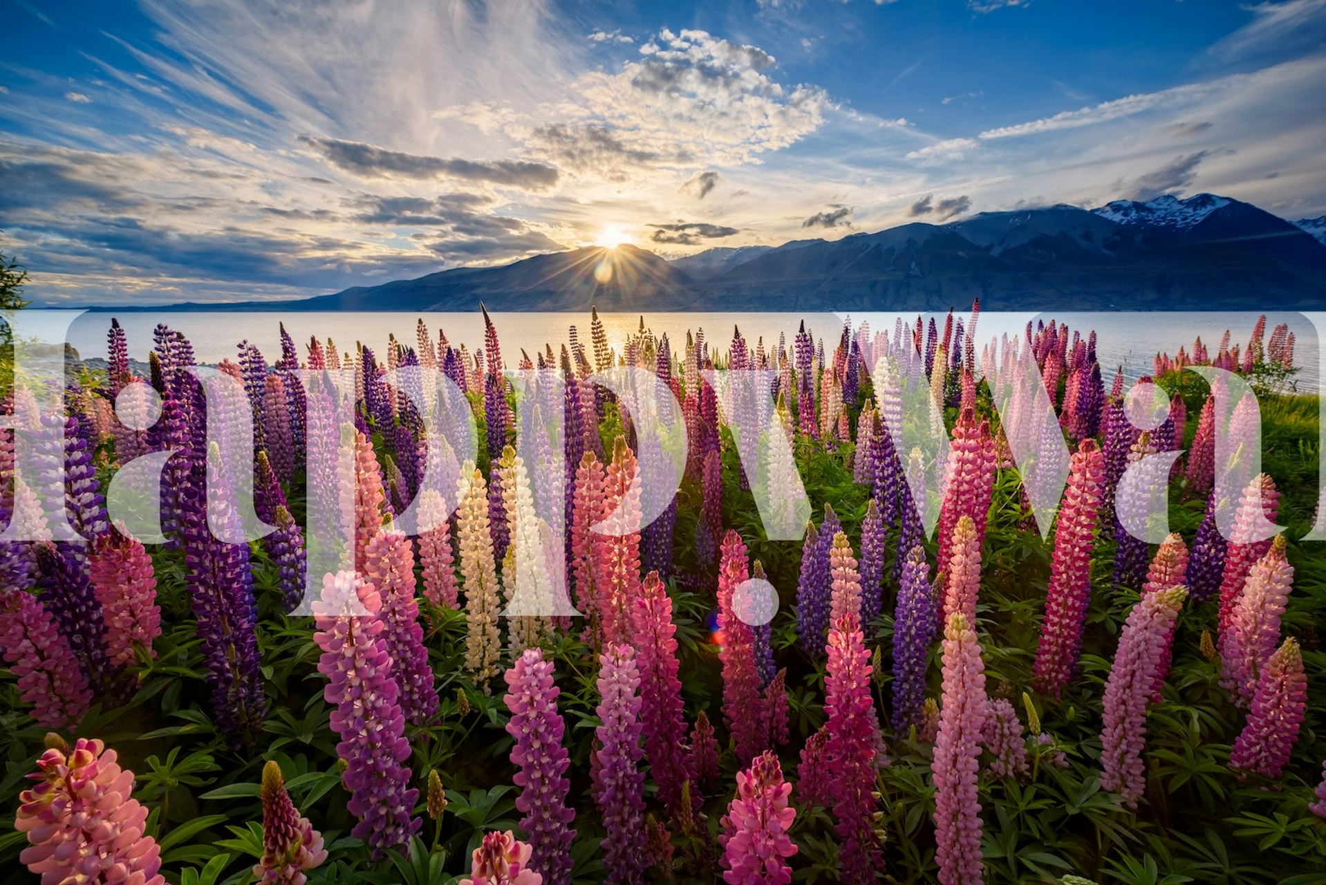 Lupins lakeside behang in een kamer