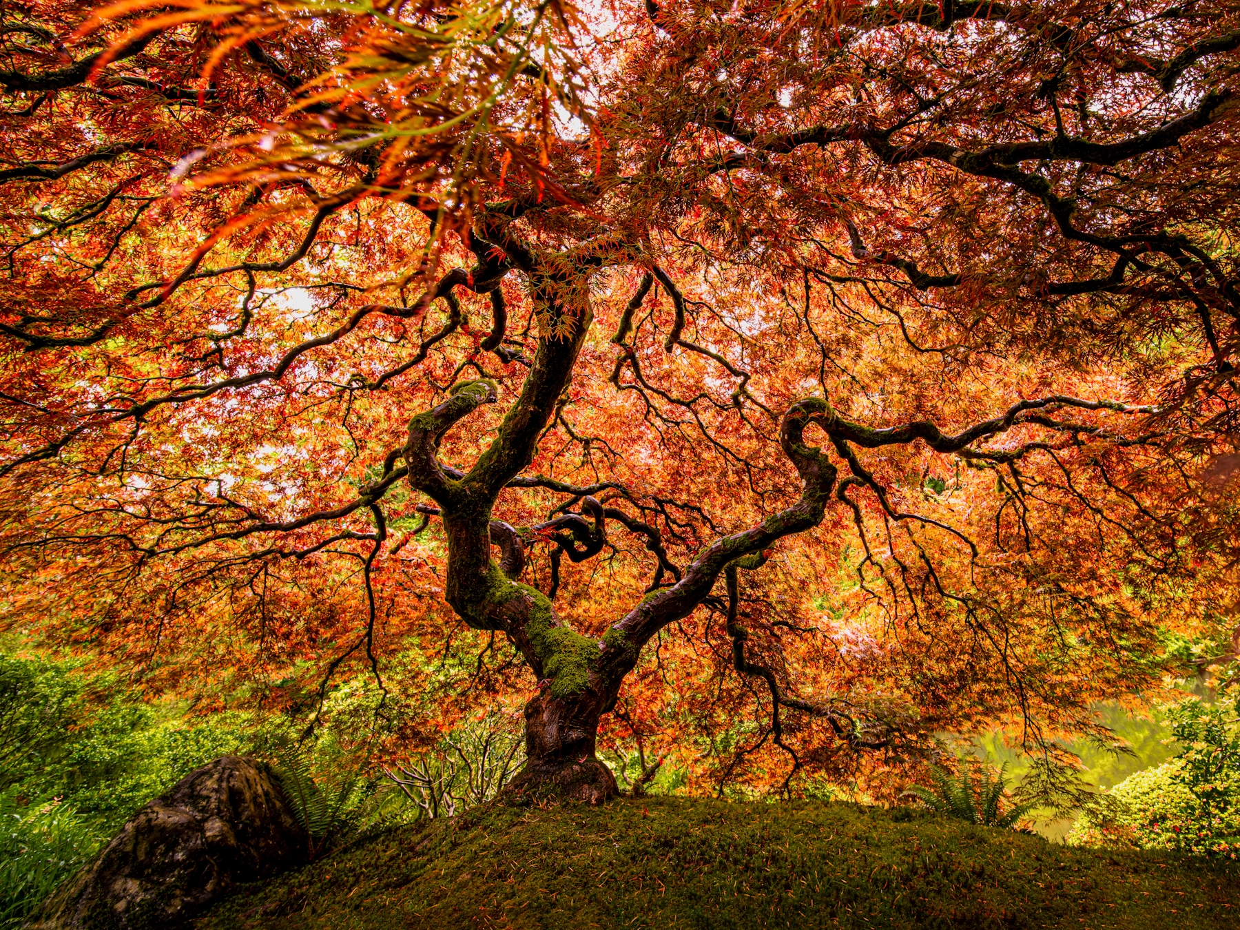 Buy A Senior Maple Tree Wallpaper Online | Happywall