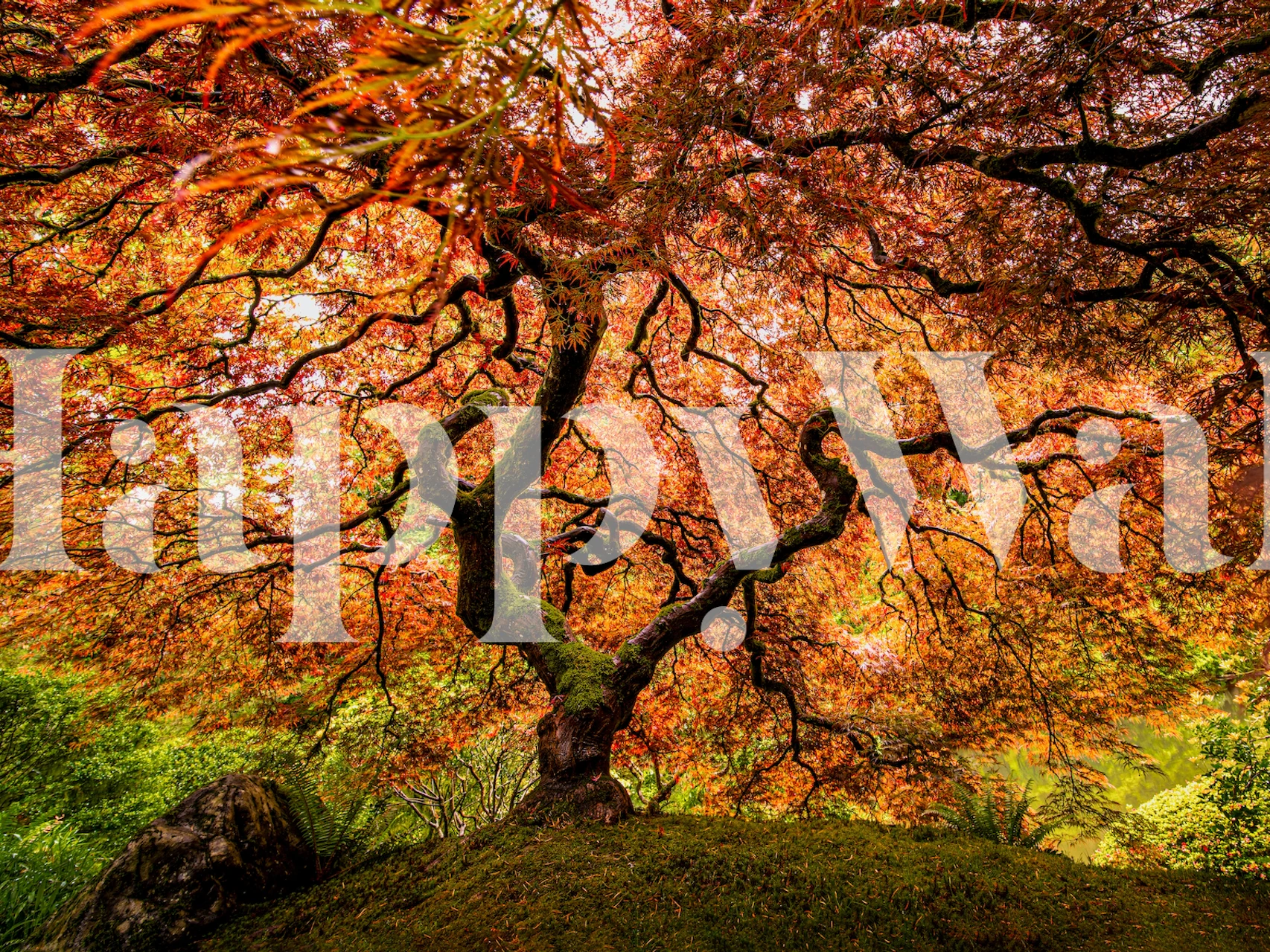 Wall mural of an old maple tree with autumn leaves