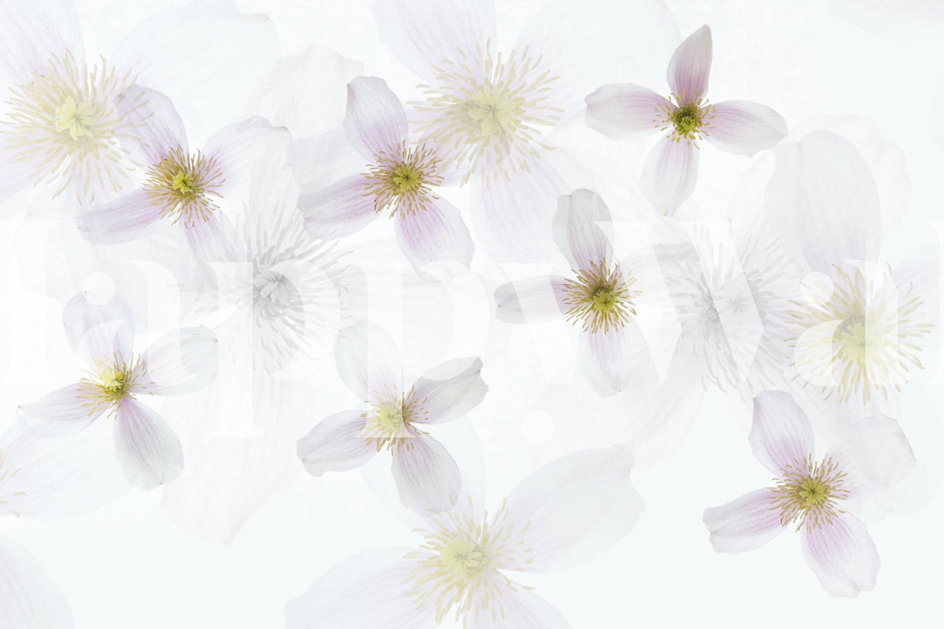 Clematis Art floral wallpaper design