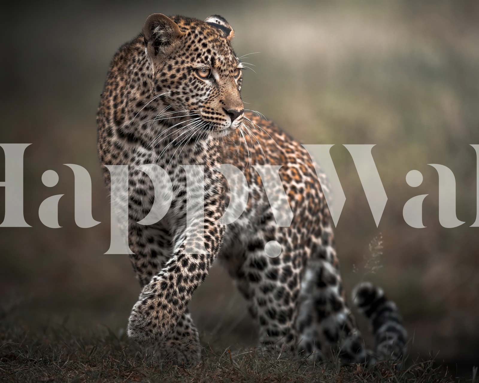 Leopard print pattern in black and white wallpaper