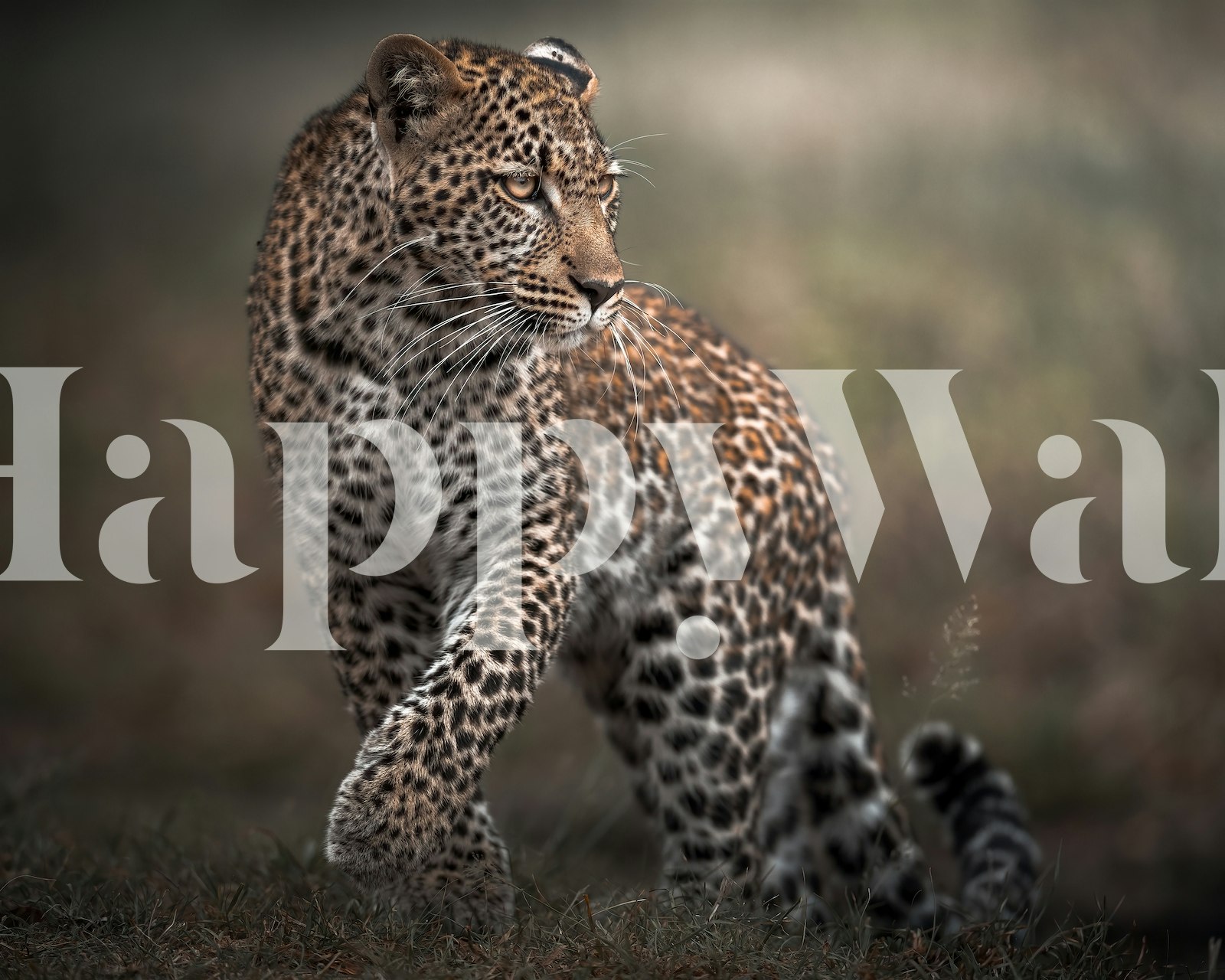 Leopard print pattern in black and white wallpaper