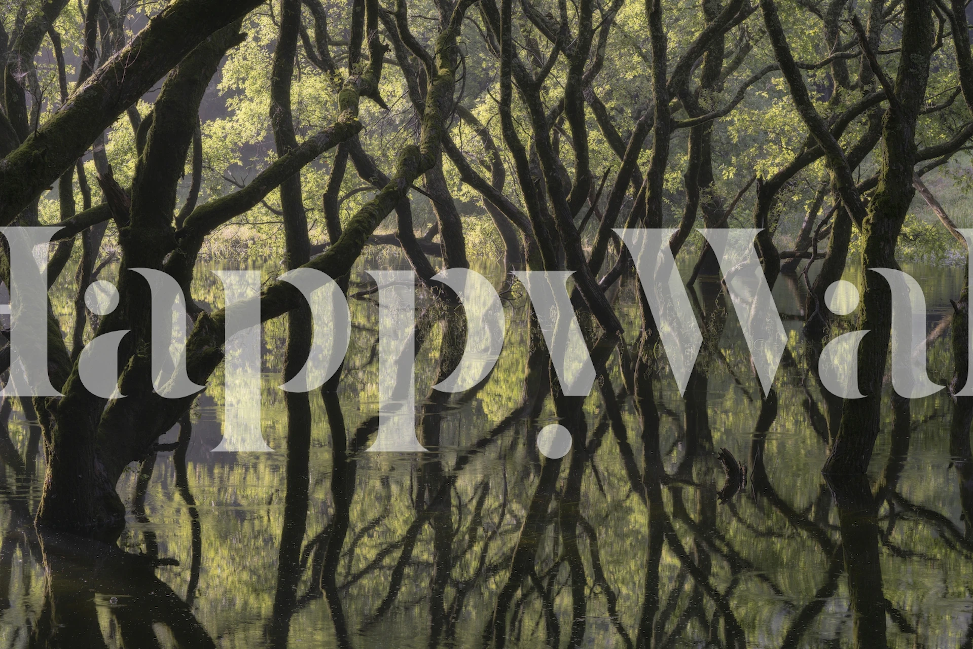 Tree silhouettes and reflections on water with green tones wallpaper