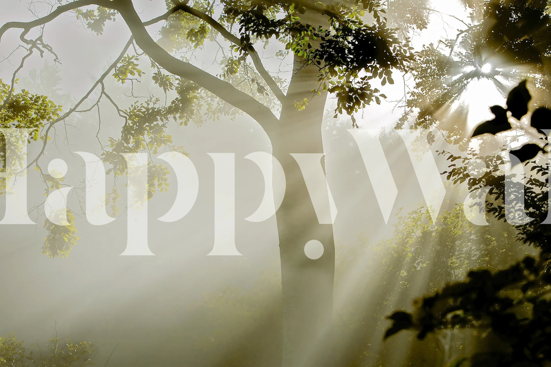 Fog at Møns Klint behang in een kamer