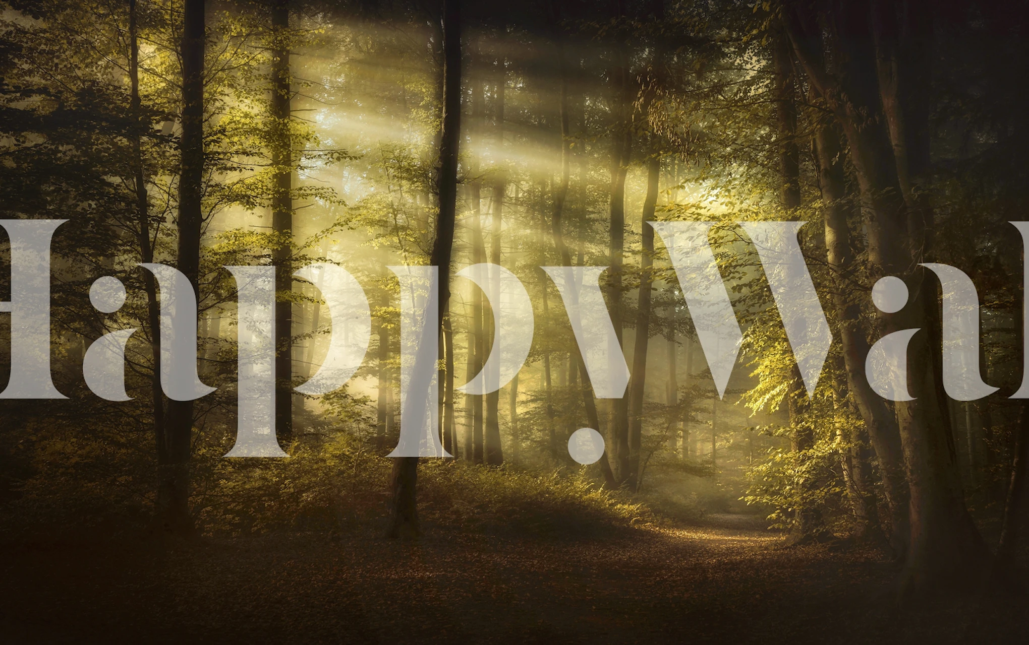 Autumnal forest with sunrays piercing through trees wall mural