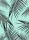 Black Palm Leaves Dream 12
