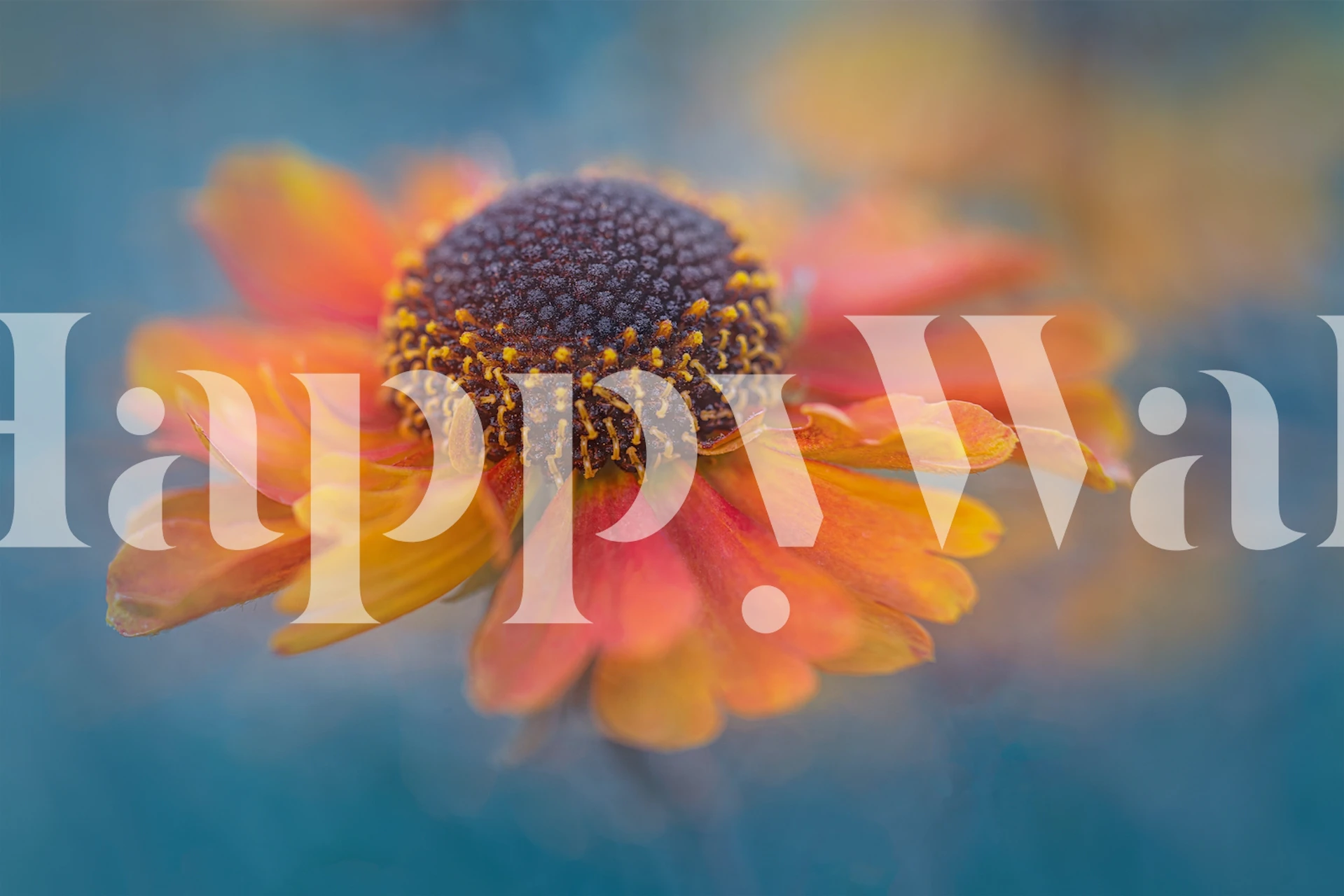 Vibrant orange and yellow flower on a soft blue background wallpaper