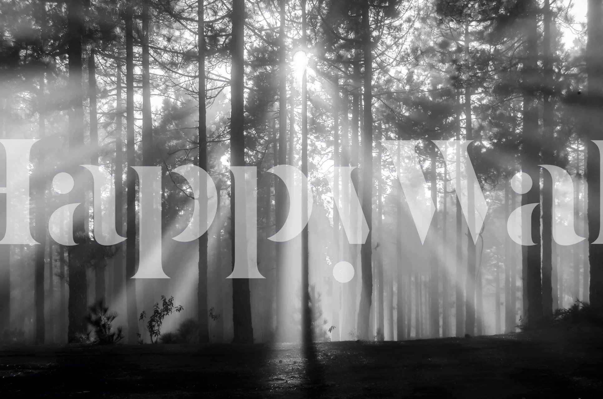 Black and white forest scene with sunlight rays wallpaper