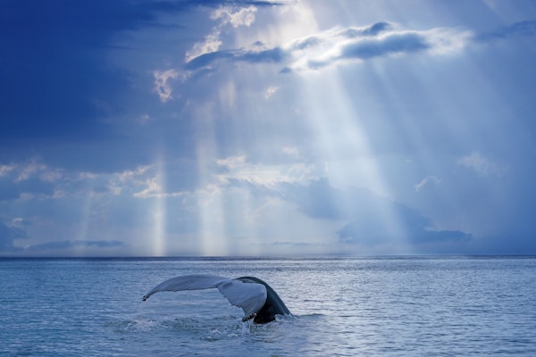 Whale and sun rays