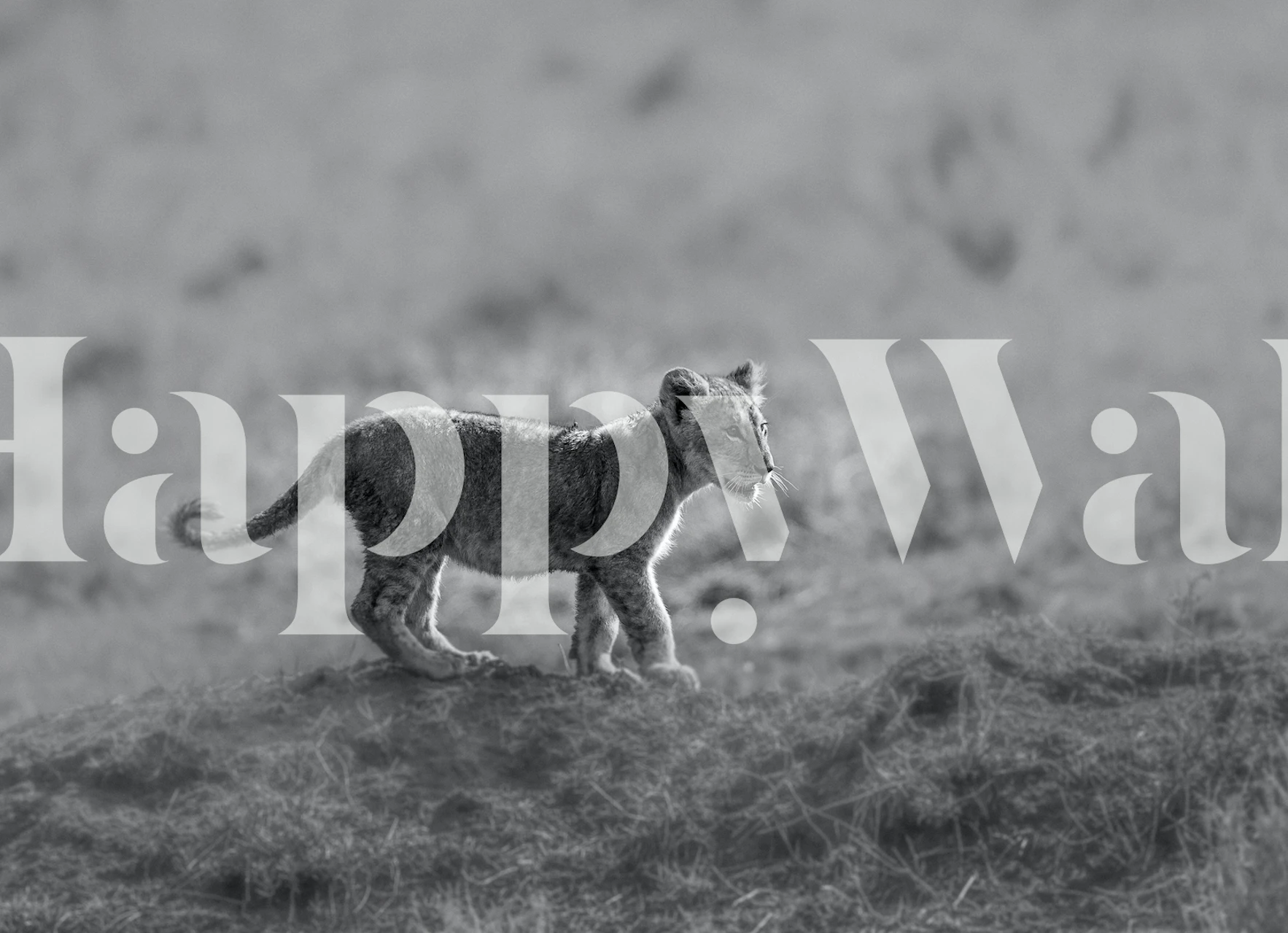 A black and white wallpaper featuring a playful lion cub walking in natural surroundings