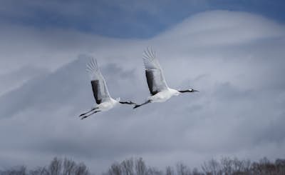 Τοιχογραφία