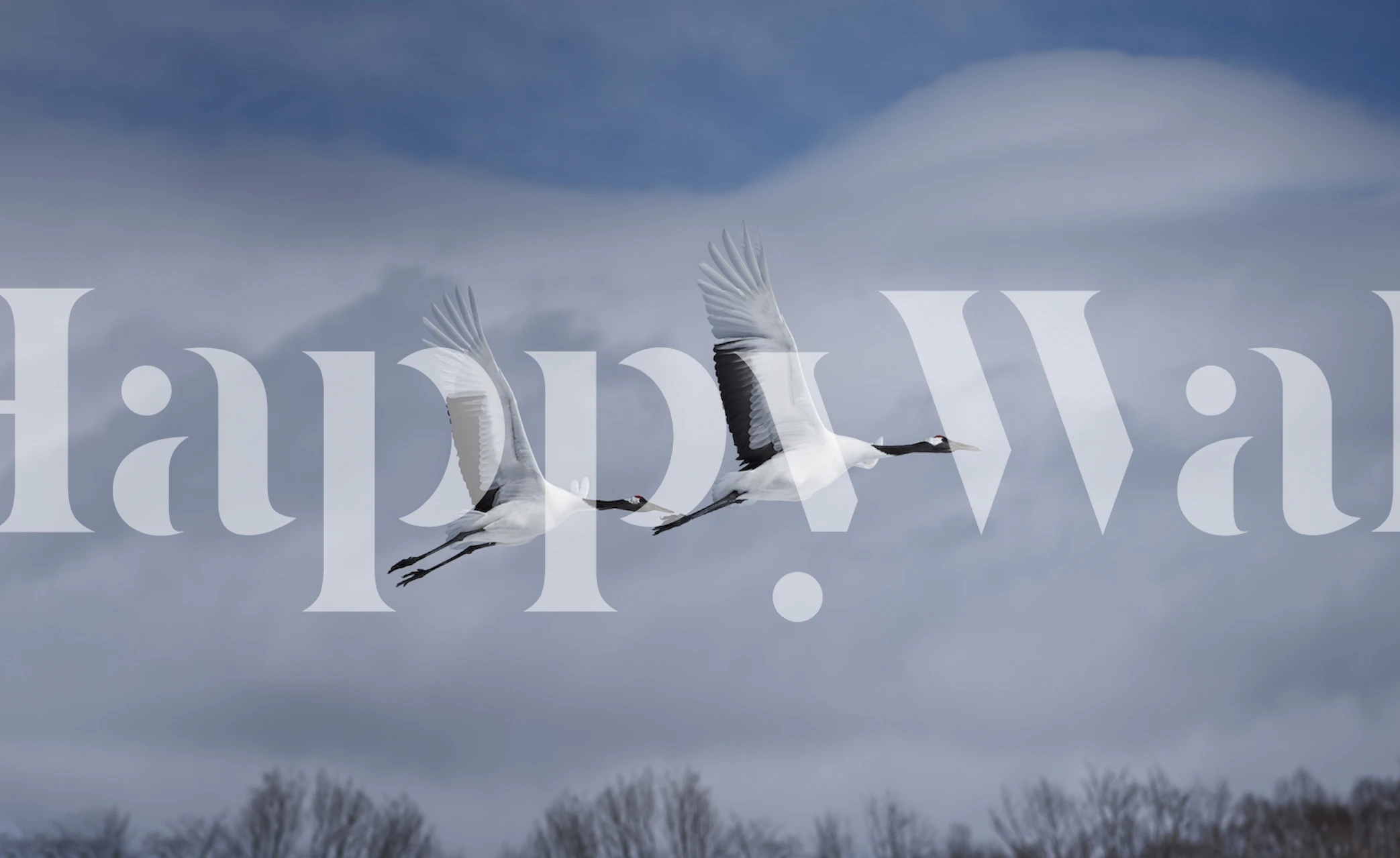 Graceful cranes in flight against soft cloud backdrop, wildlife wallpaper