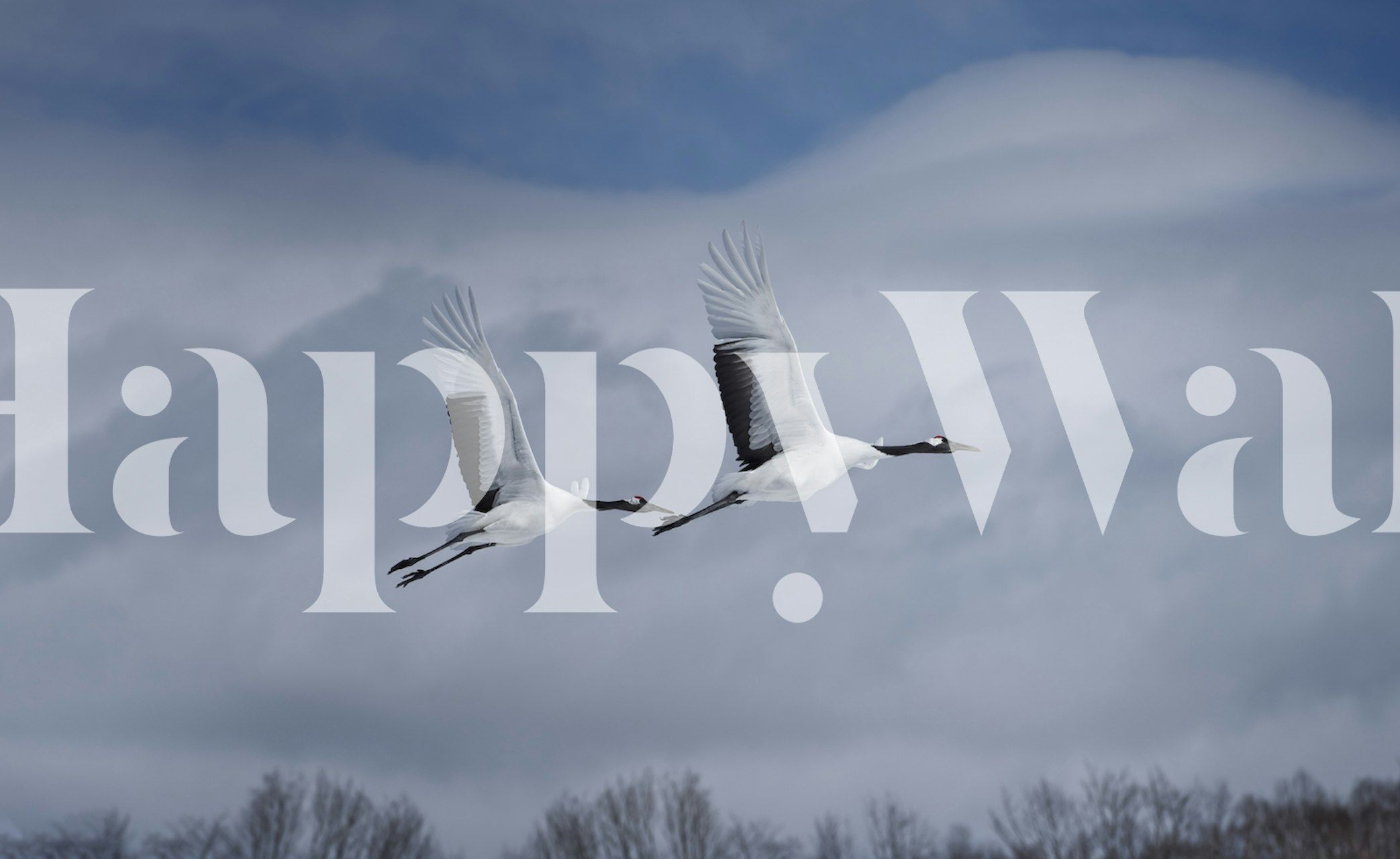 Graceful cranes in flight against soft cloud backdrop, wildlife wallpaper