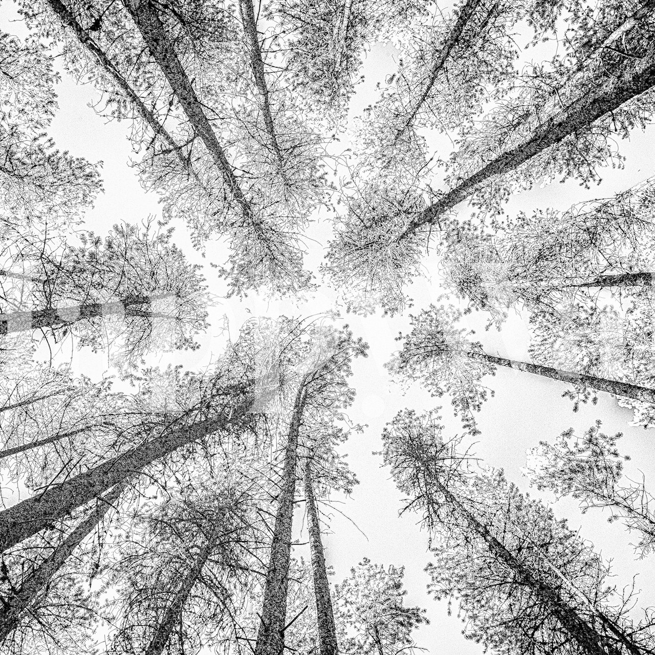 Upward view of a forest canopy wall mural in an etching style.