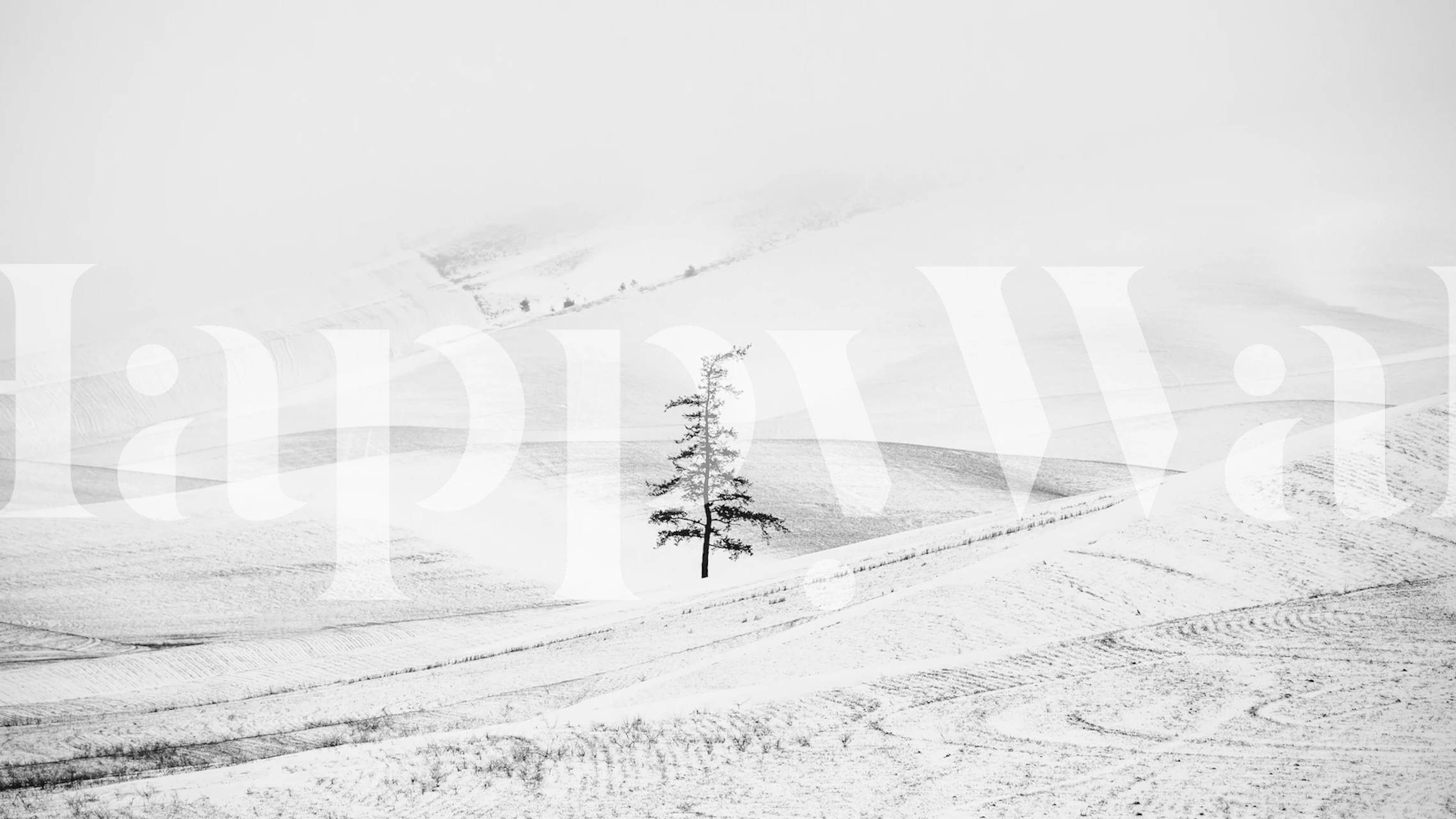 Elegant wallpaper featuring a solitary tree