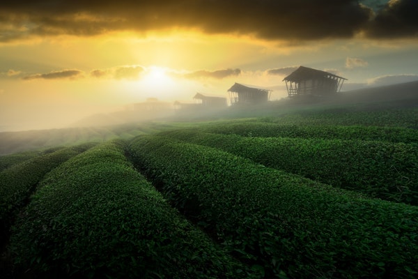 misty sunrise in tea garden