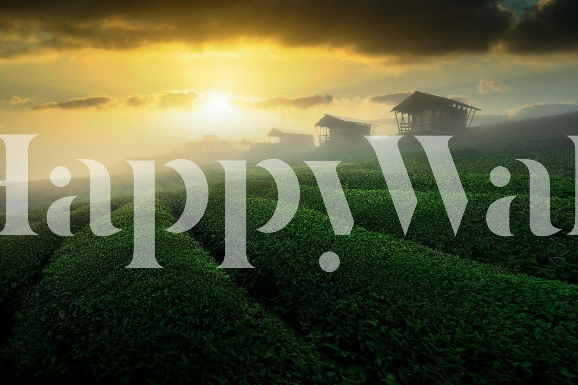 Misty sunrise over tea garden tapeta v pokoji