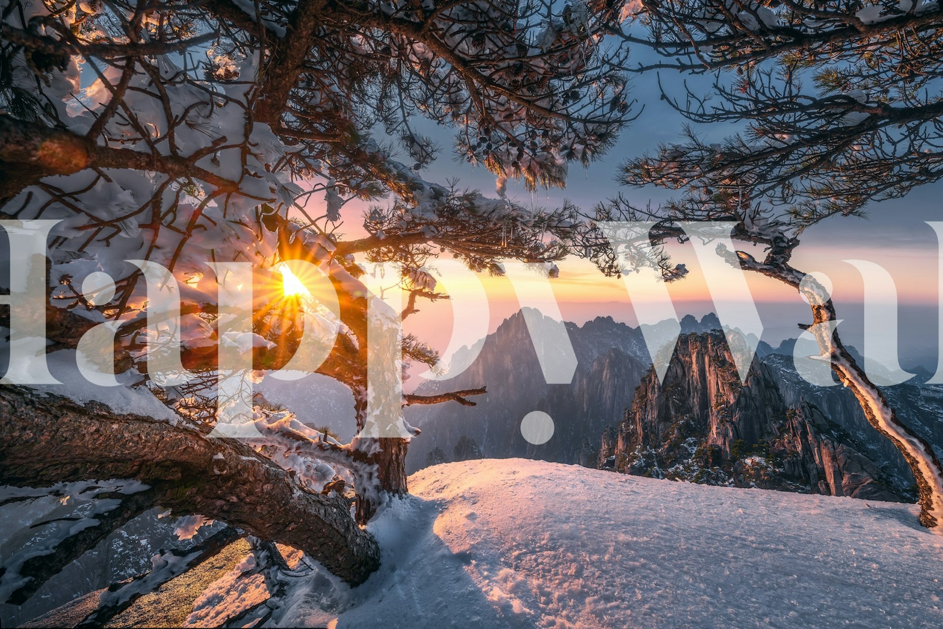 Yellow mountain wallpaper with strange pine trees