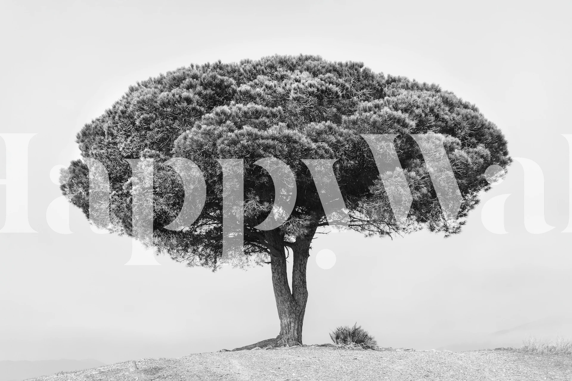 Large tree silhouette in black and white wallpaper