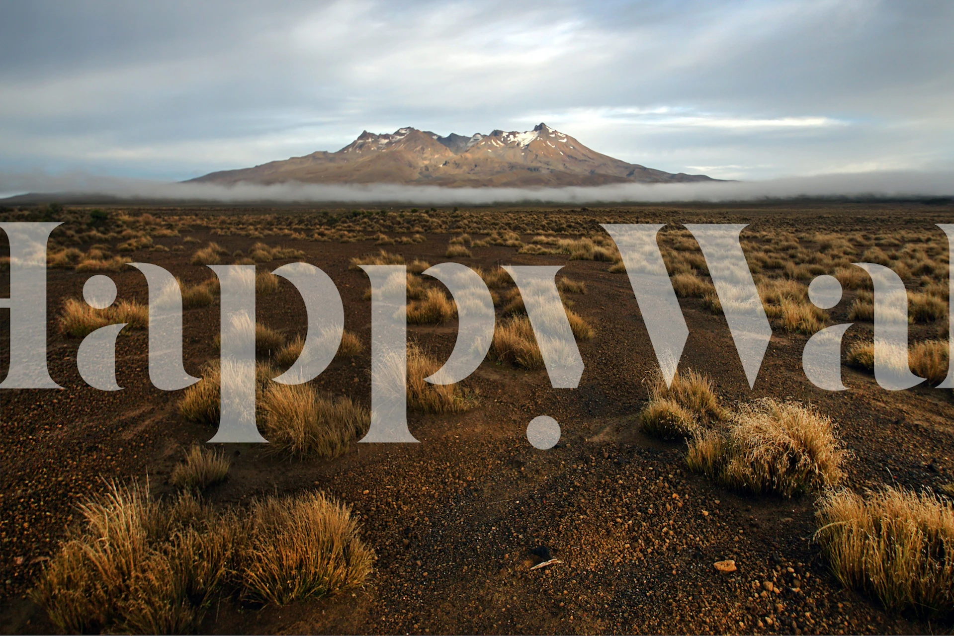 Rangipo Desert wallpaper displayed in a room