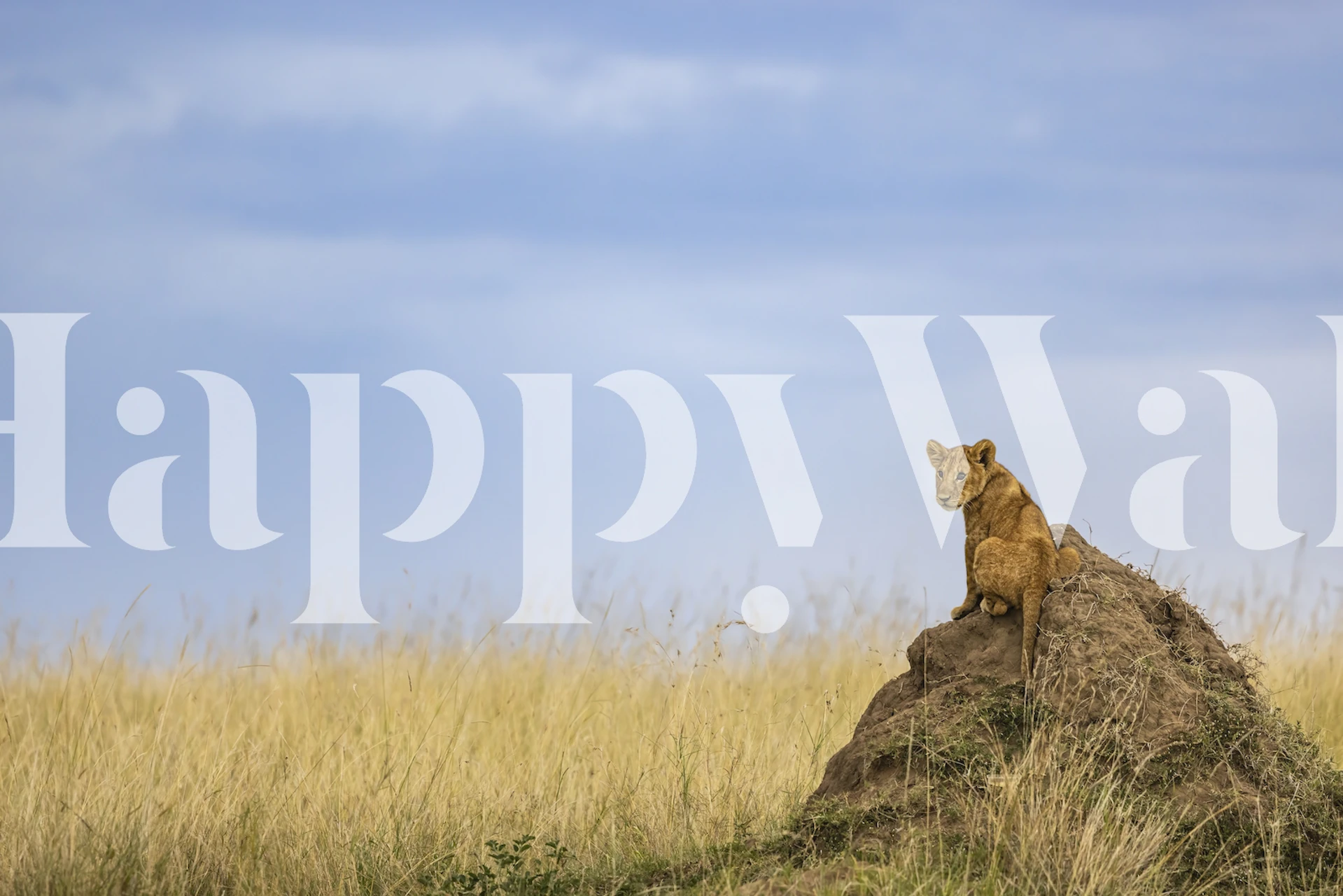 Lion sitting on a mound in tall grass with blue sky wallpaper